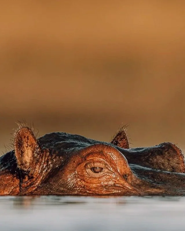 Hippos+LowLevel+CloseUp_A1_600GM_Delta.jpg