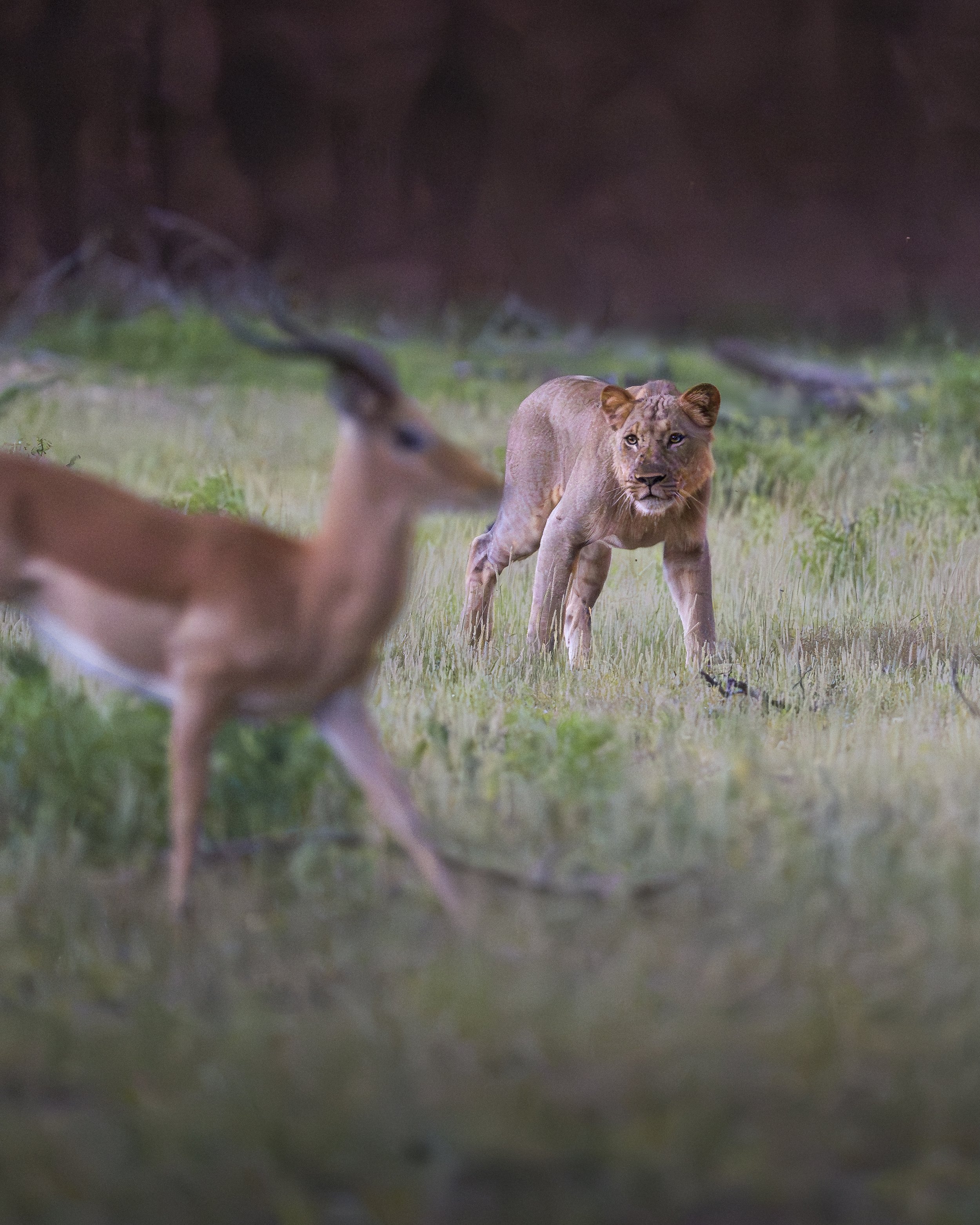 Lion by foot_02_LZNP_A7V_300GM.jpg