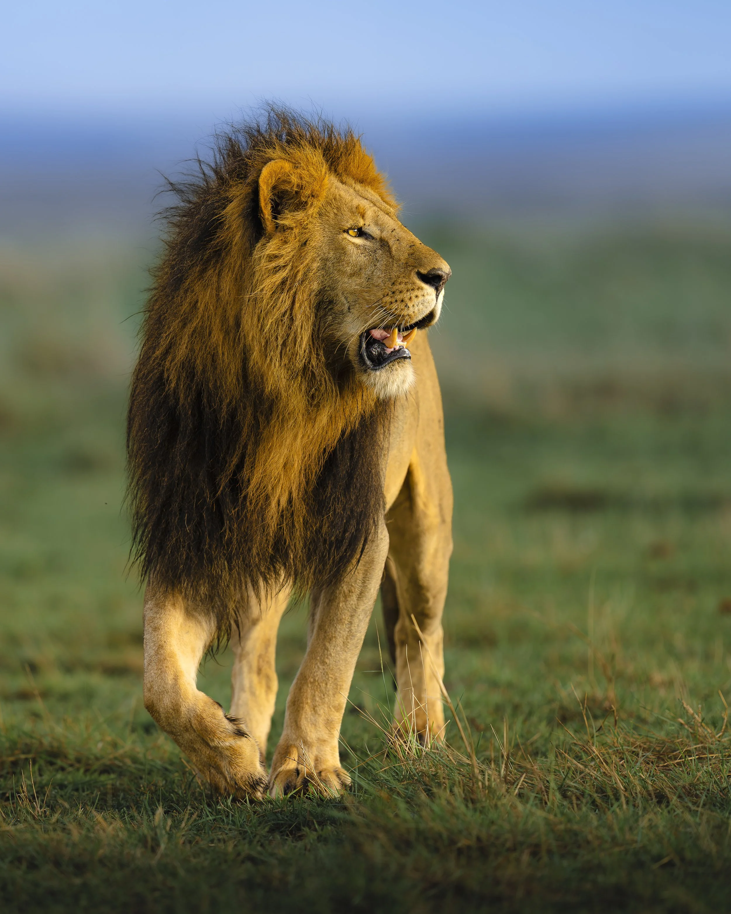 Male Leion_01_Mara_A1_400GM.jpg