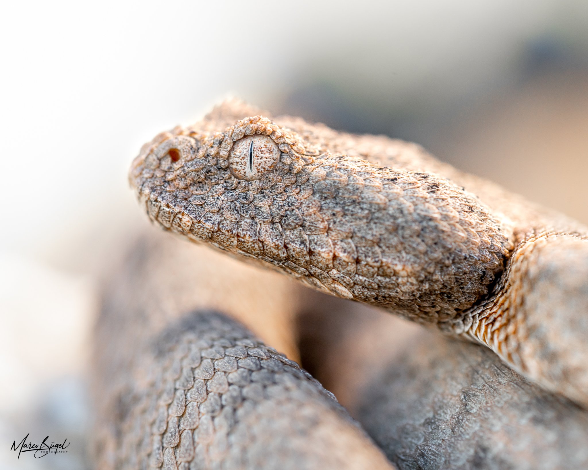 Bitis xeropaga-1486.jpg