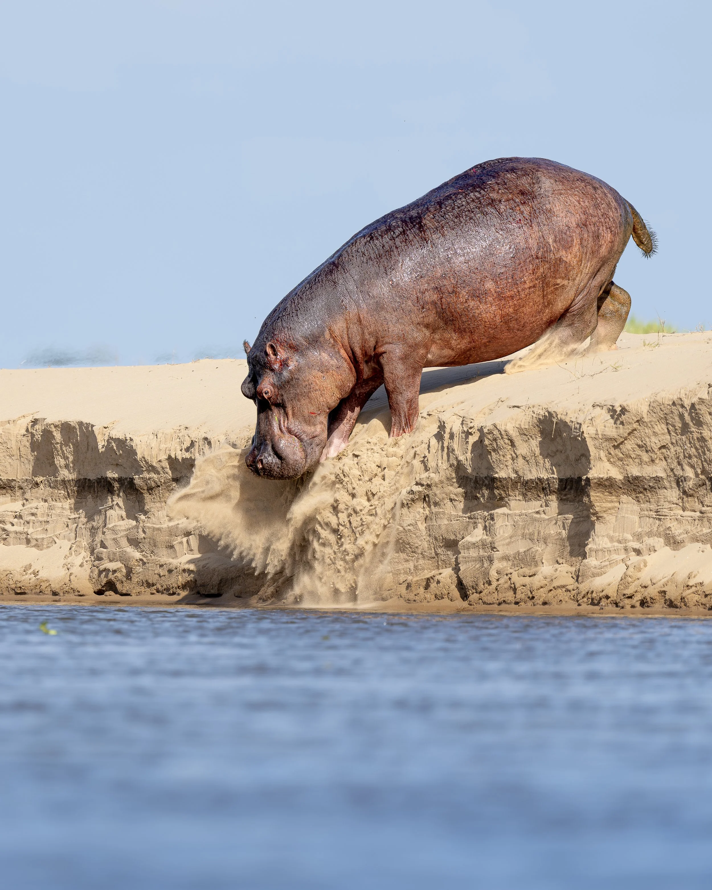 Hippo_00_ZAM1226_A1II_600GM.jpg