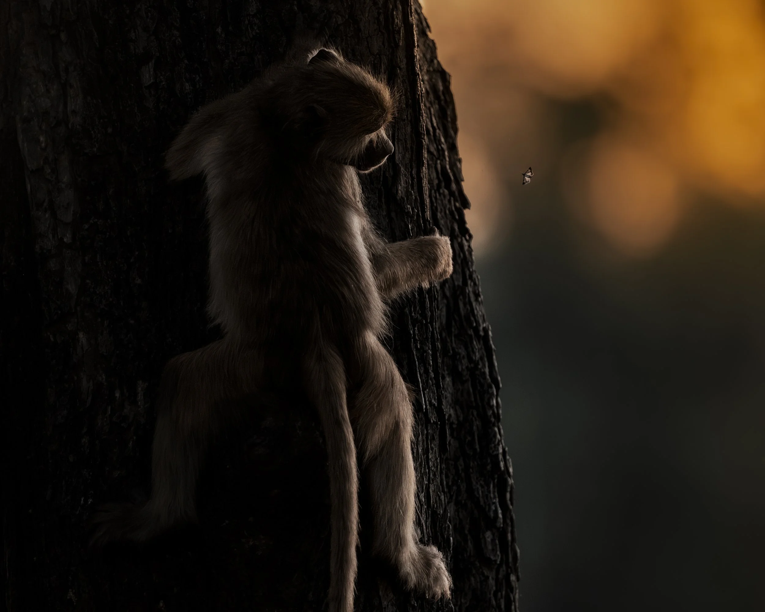 Baboon Youngster sunrise butterfly_01_LZNP_A1II_600GM.jpg