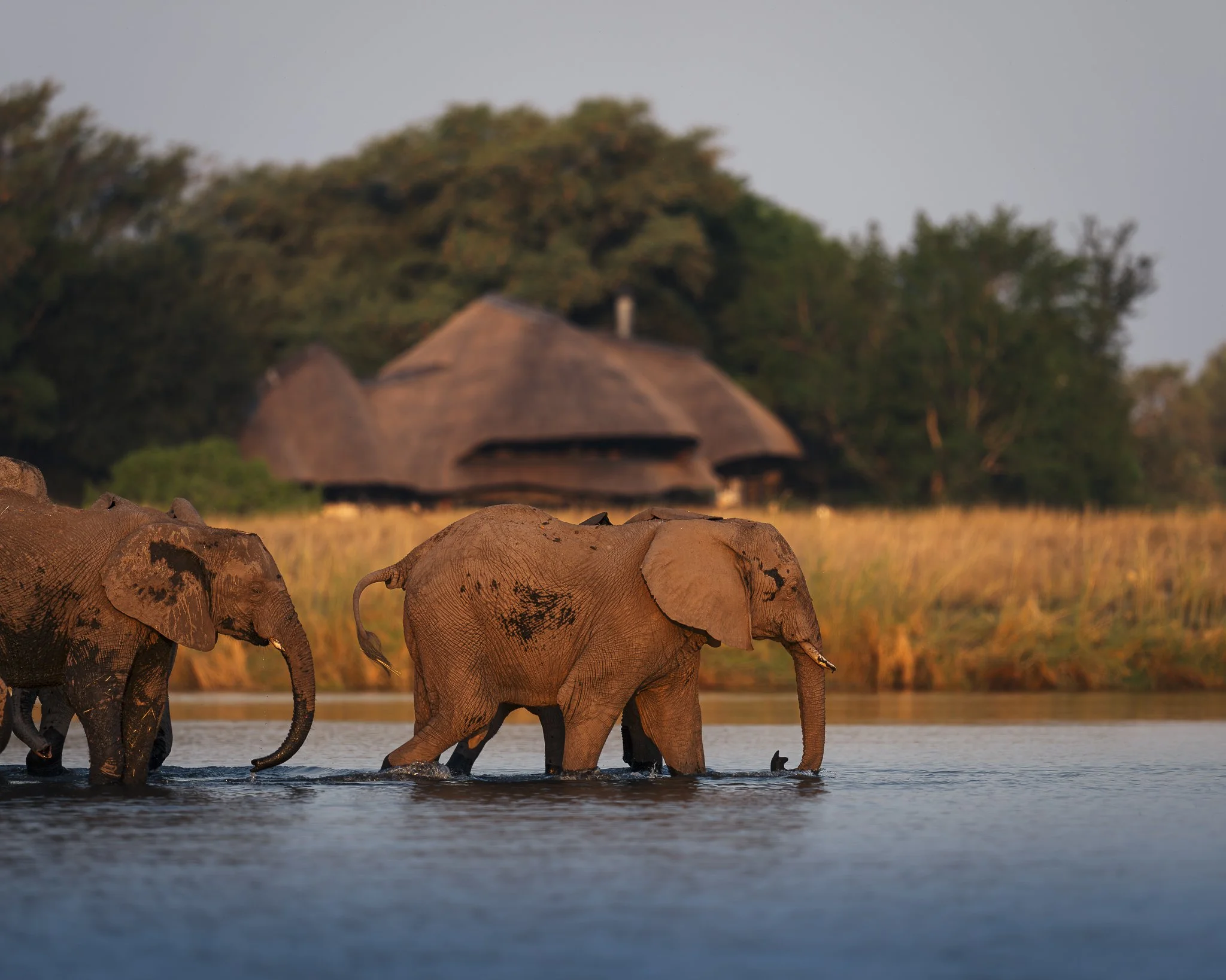 Elefanten & Lodge_Chobe.jpg