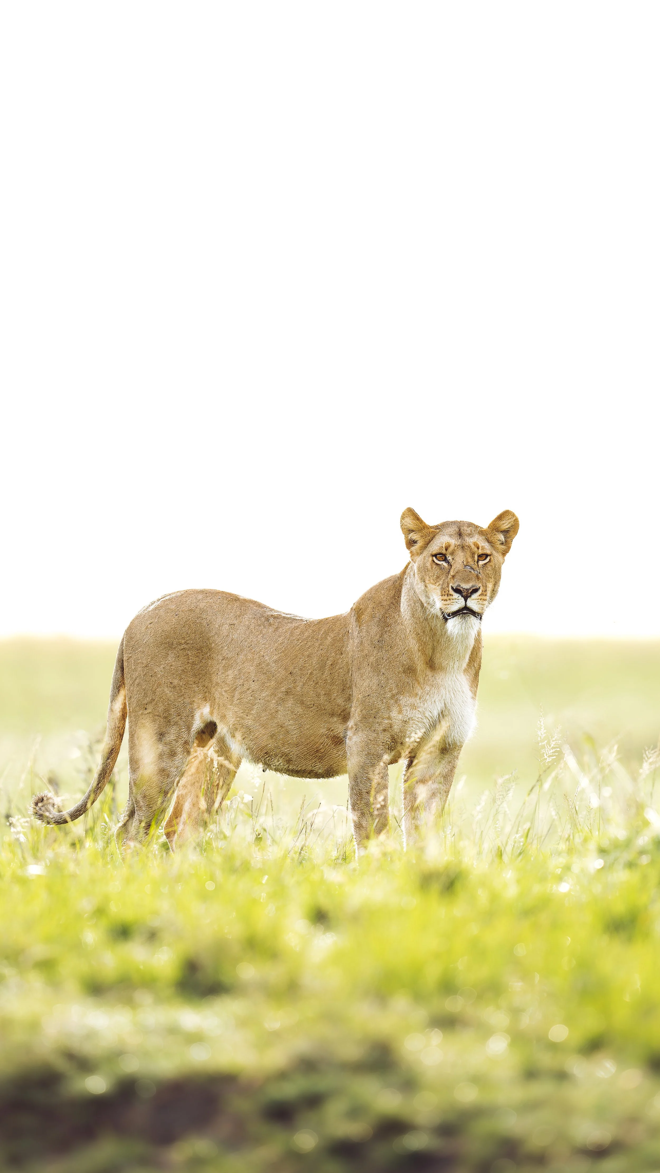 Female Lion bright_00_Mara_A1_400GM.jpg