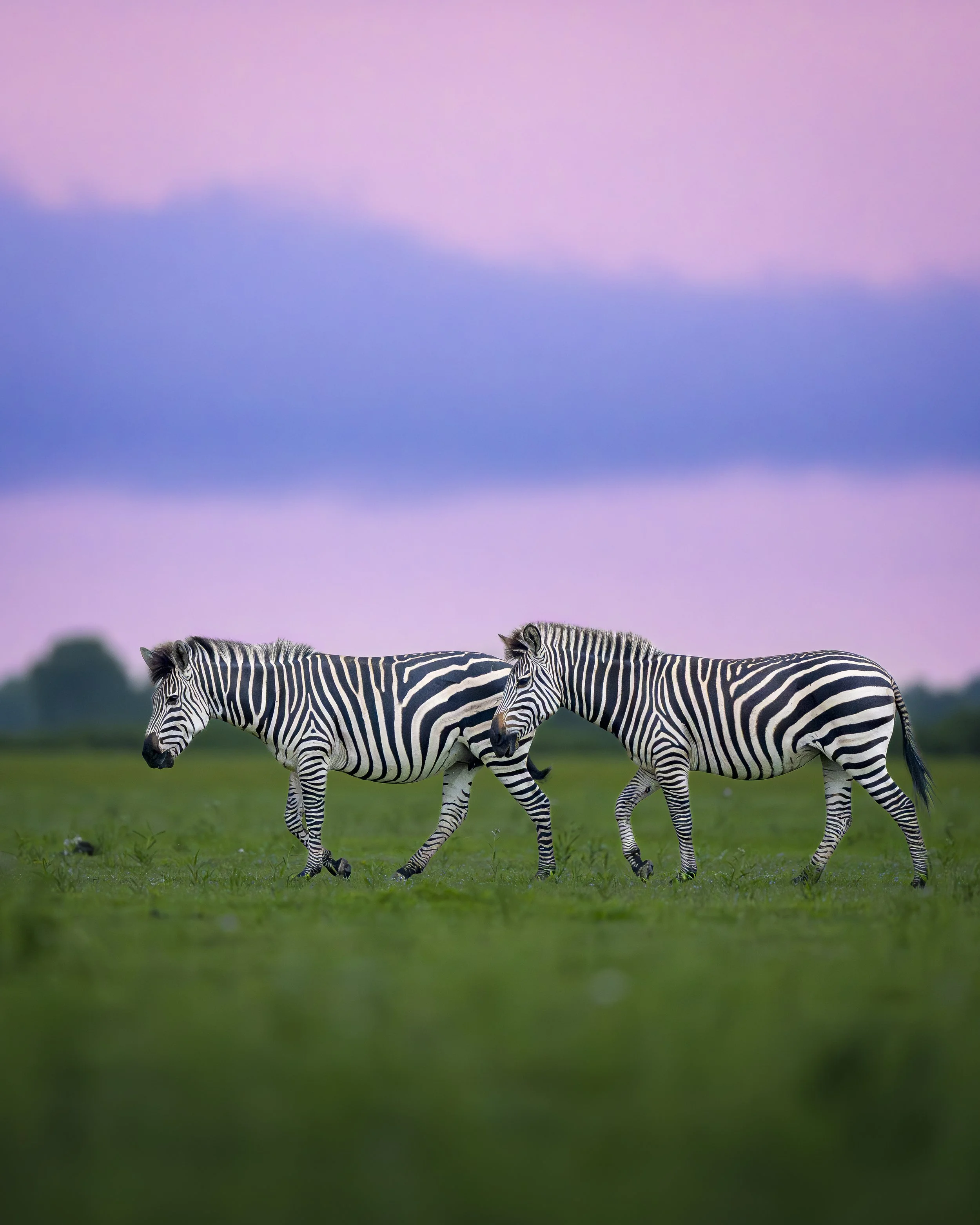 Zebras sunset_01_ZAM25_A1II_600GM.jpg