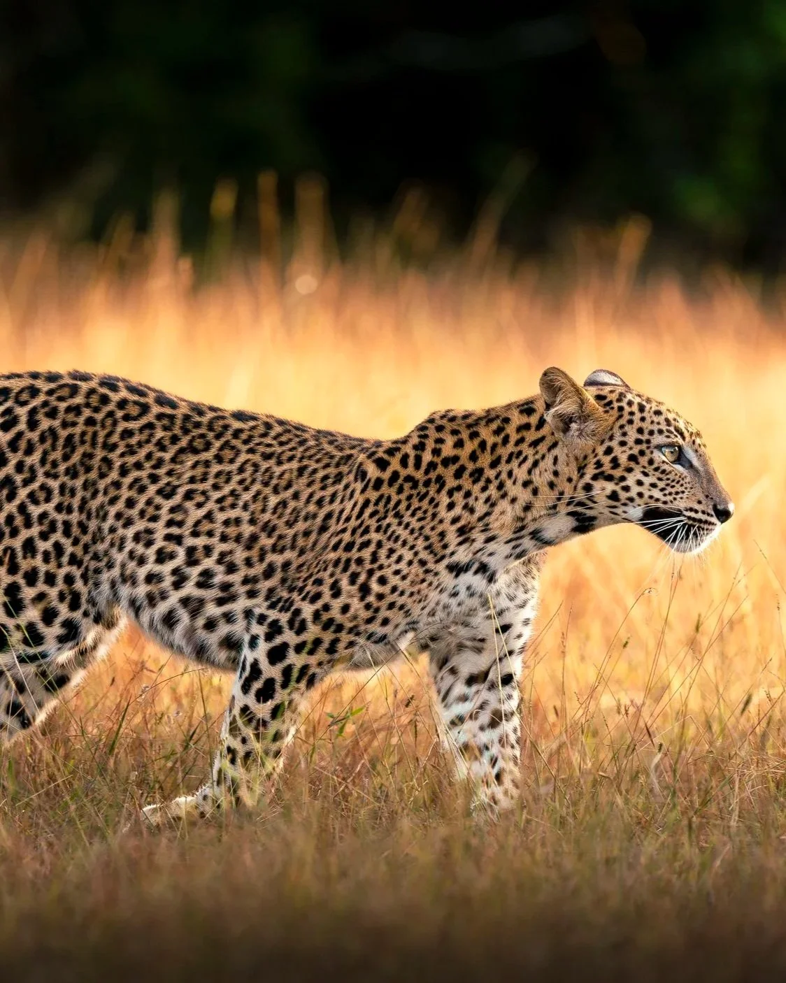 Junger+Leopard+Sri+Lanka_A9III_600GM.jpg
