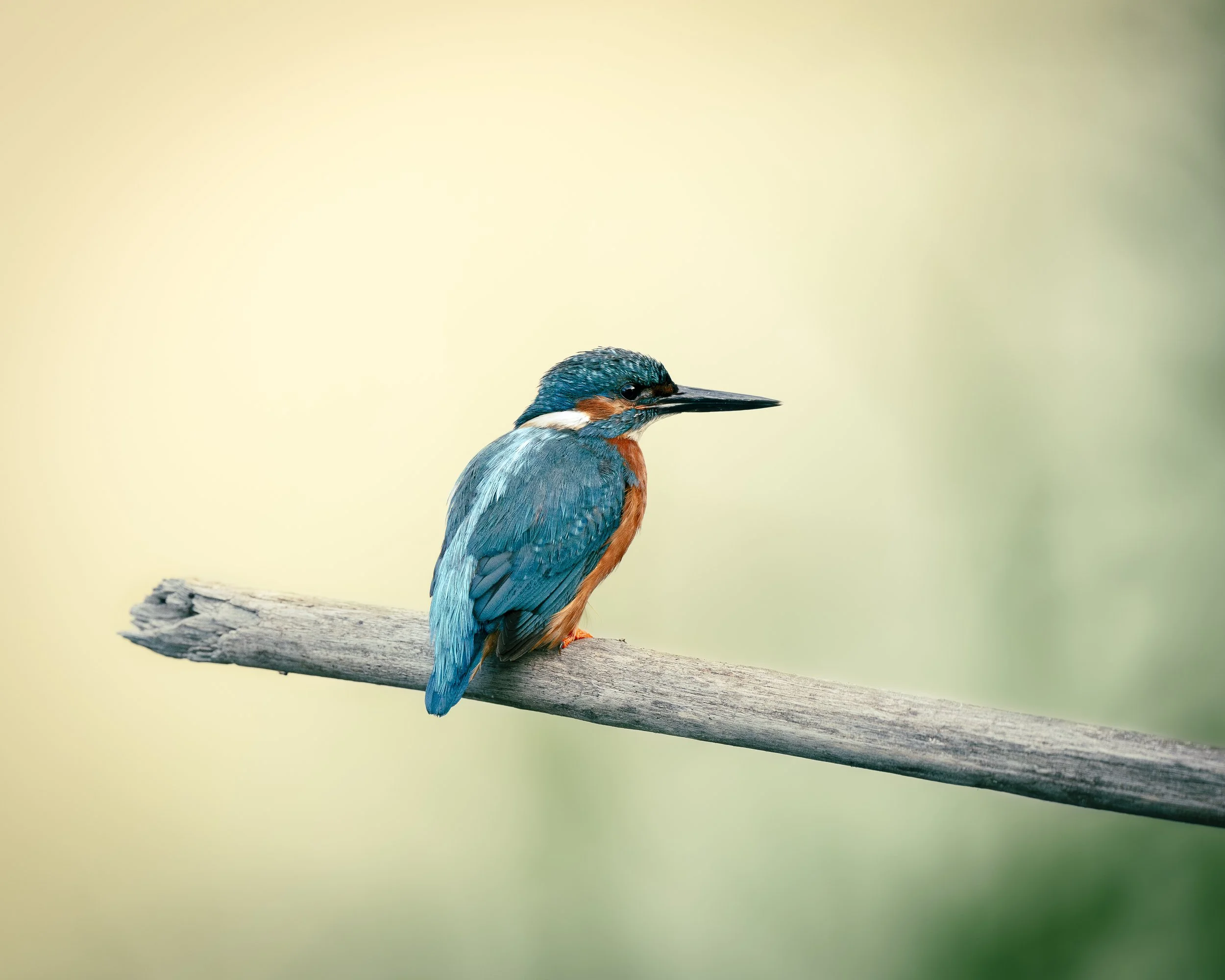 Eisvogel_3.1_CH_A1II_600GM.jpg