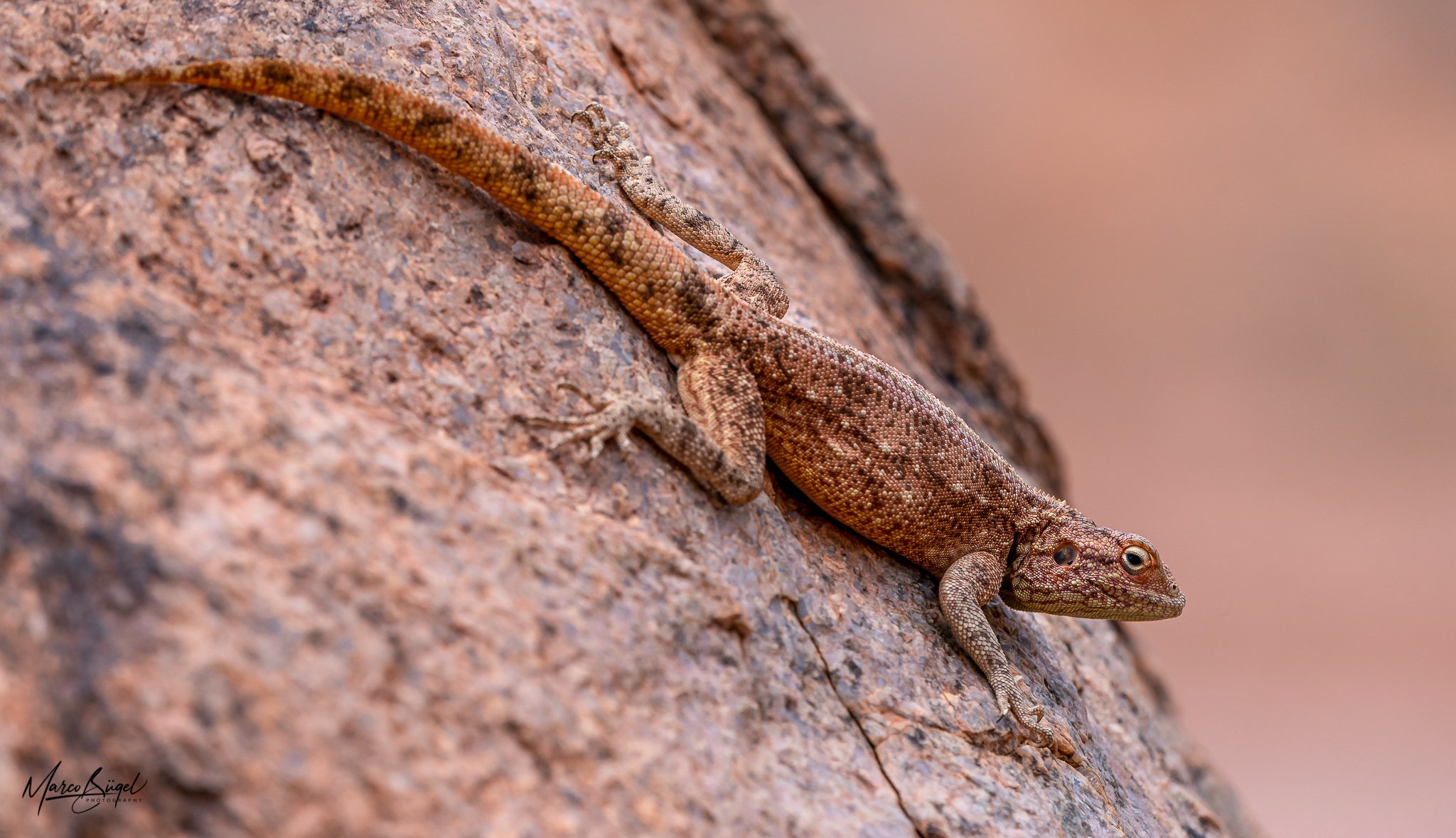 Agama-9217.jpg