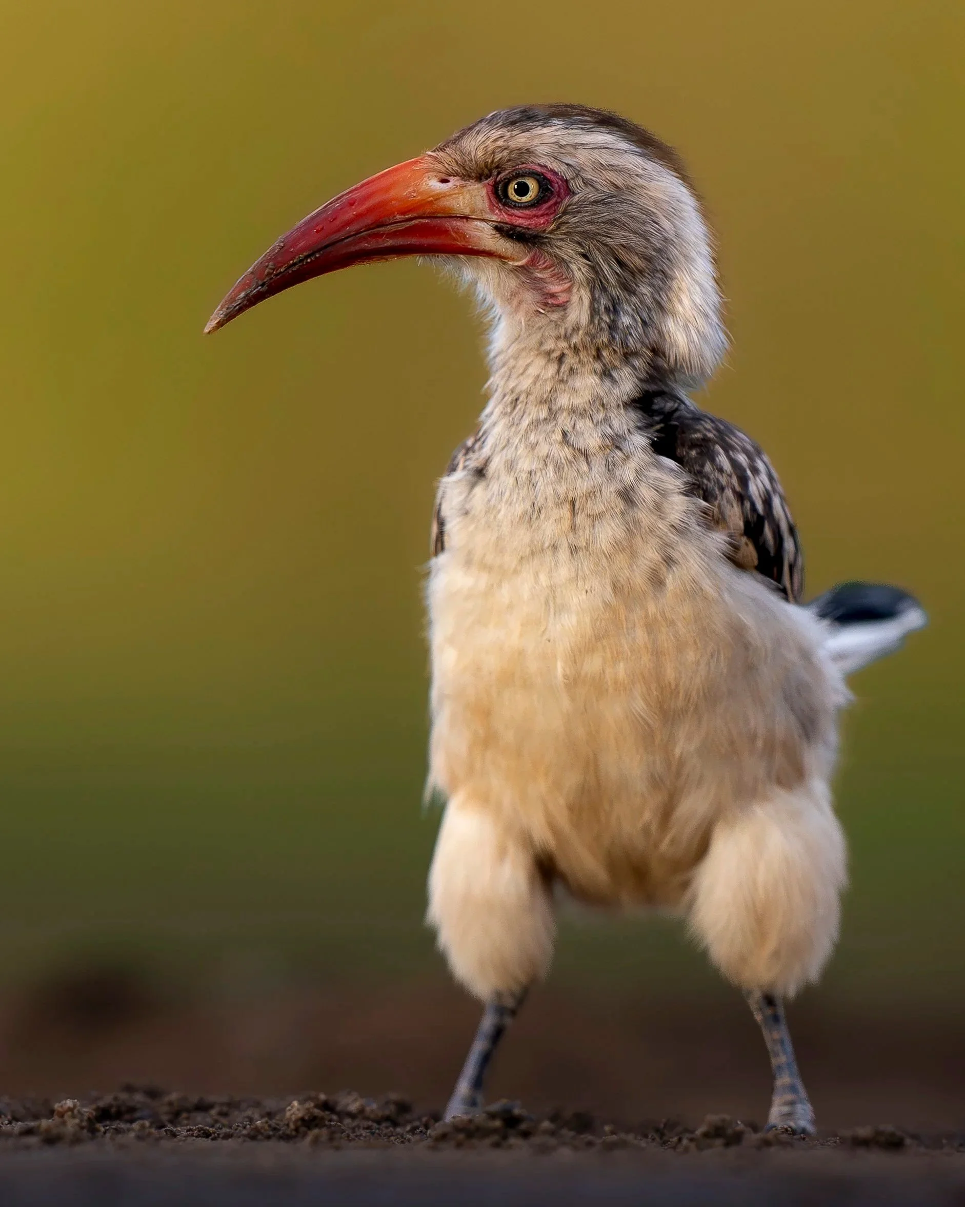 Red-Billed+Hornbill_SA_A1_400GM_neverskiplegday.jpg