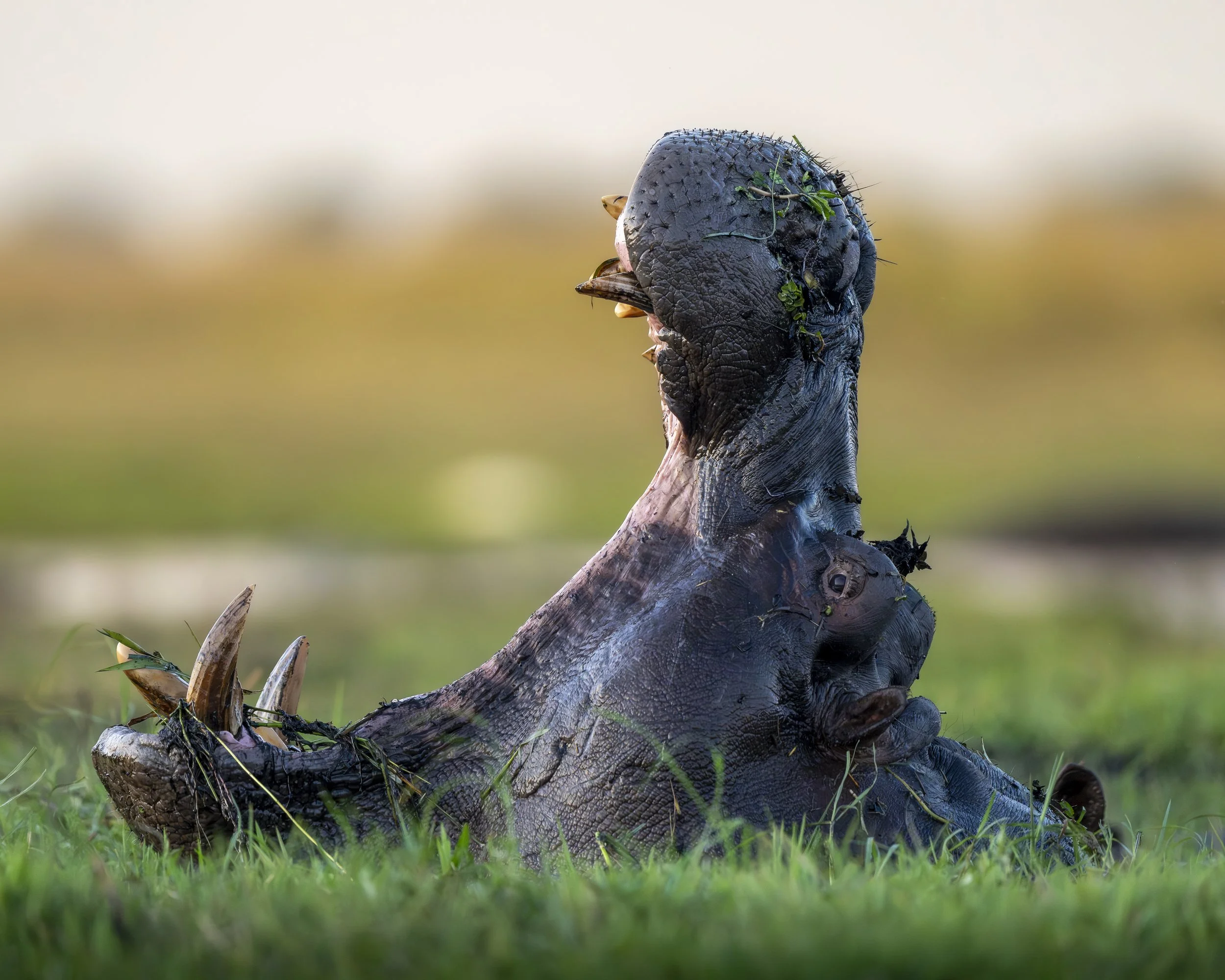 Hippo Mouthshot_01_Chobe22_A1_600GM.jpg