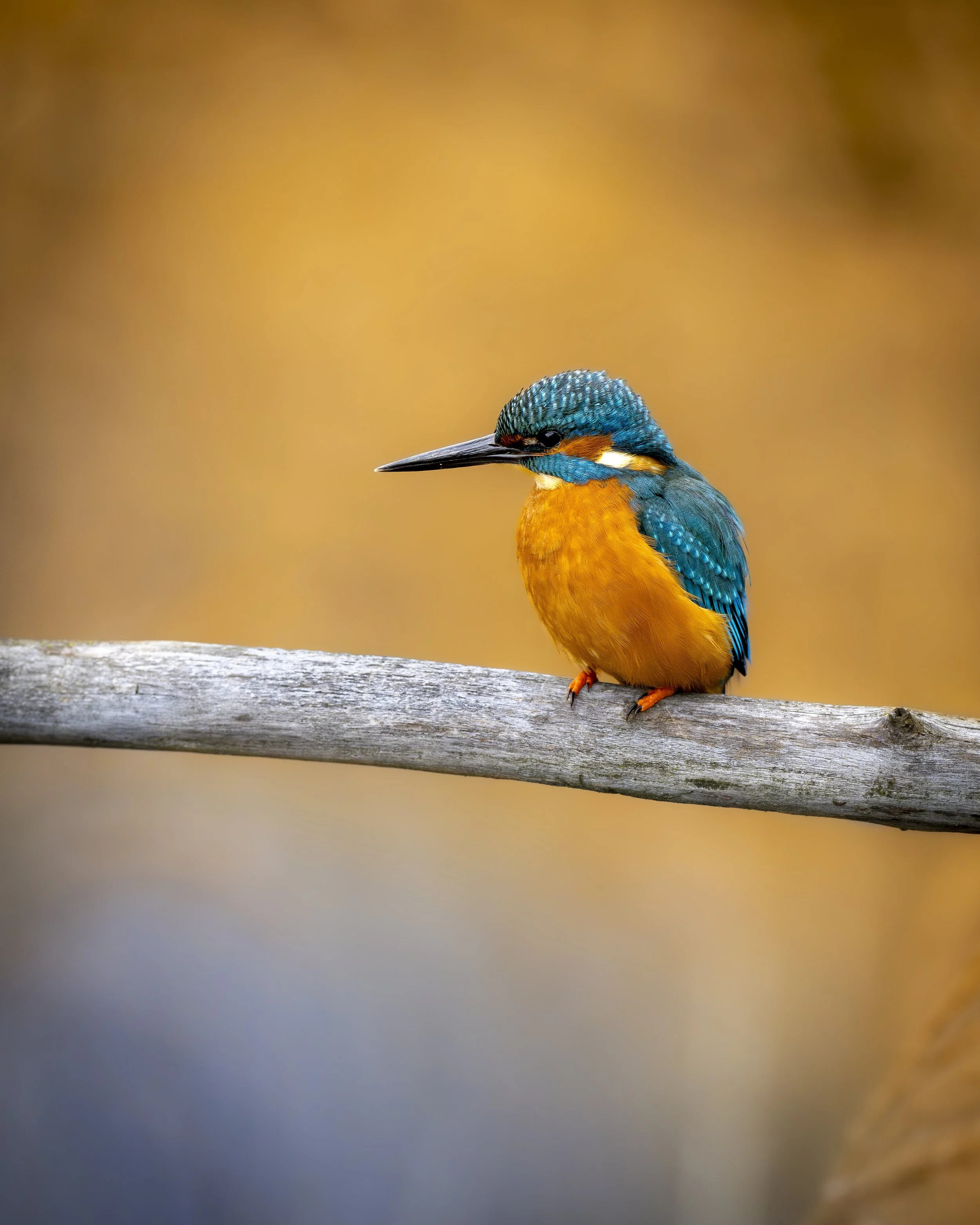 Eisvogel_03.1_A1II_600GM.jpg