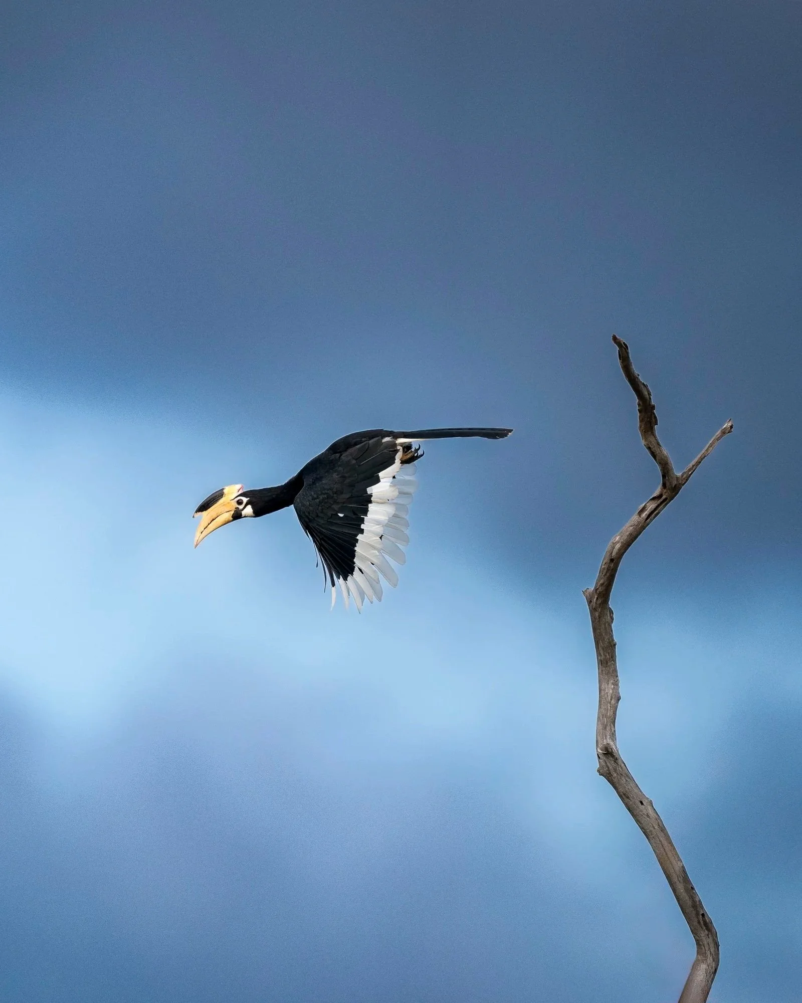 Malabar+Hornbill+stormy+weather_Sri+Lanka_A9III_600GM.jpg