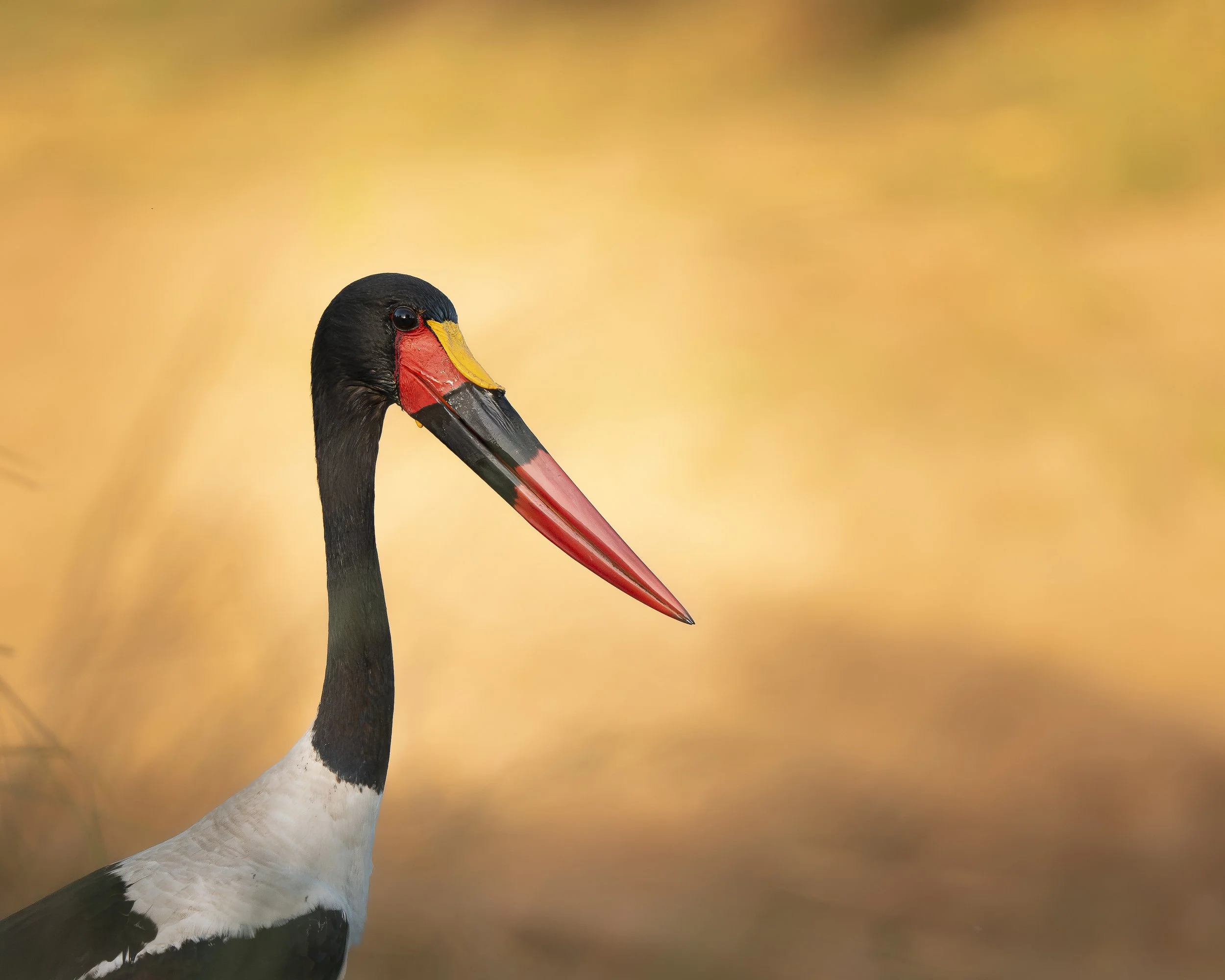Sattelstorch_01_Zambia_A1II_600GM.jpg