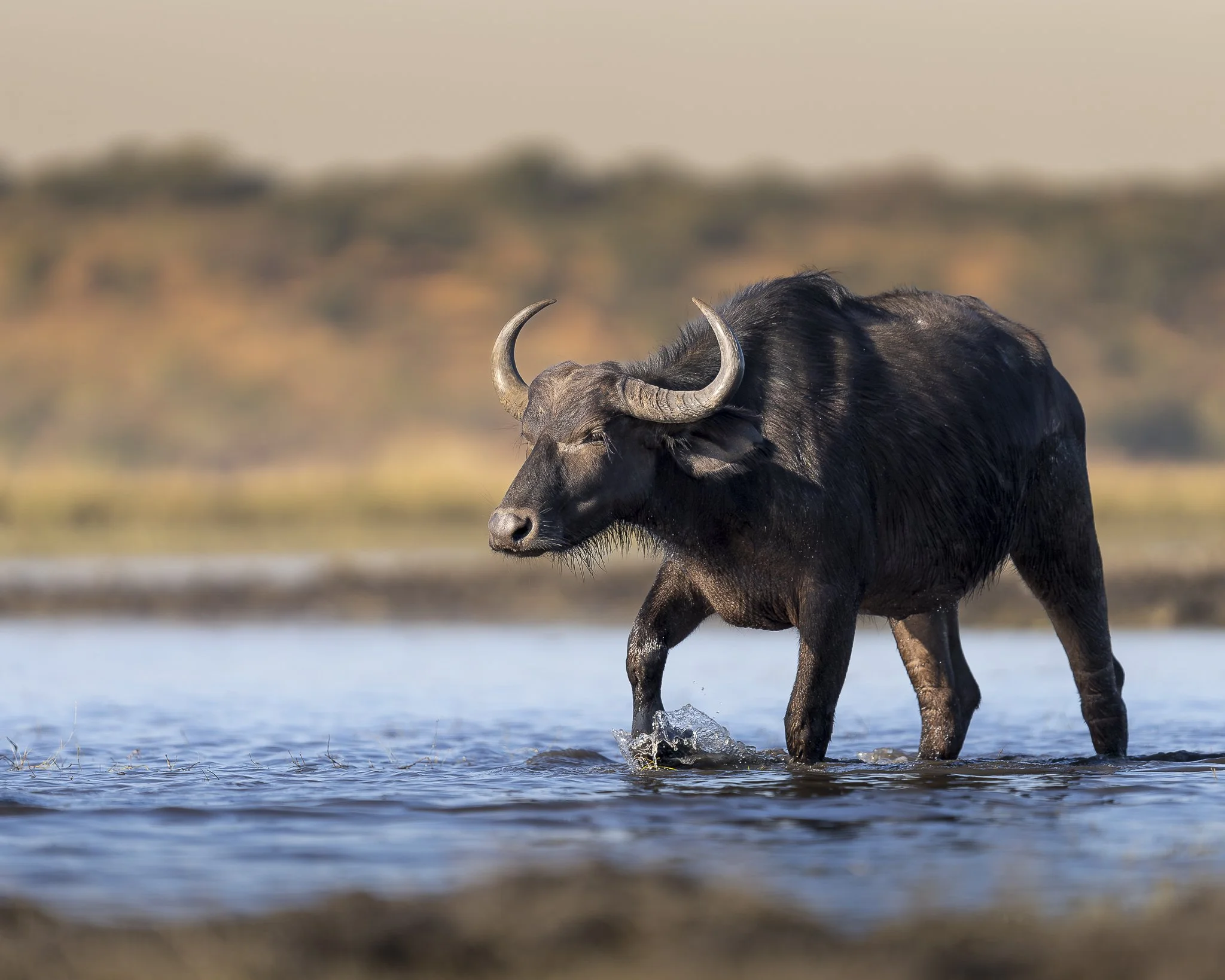 Cape Buffalo_SIII_400F28_BOT.jpg