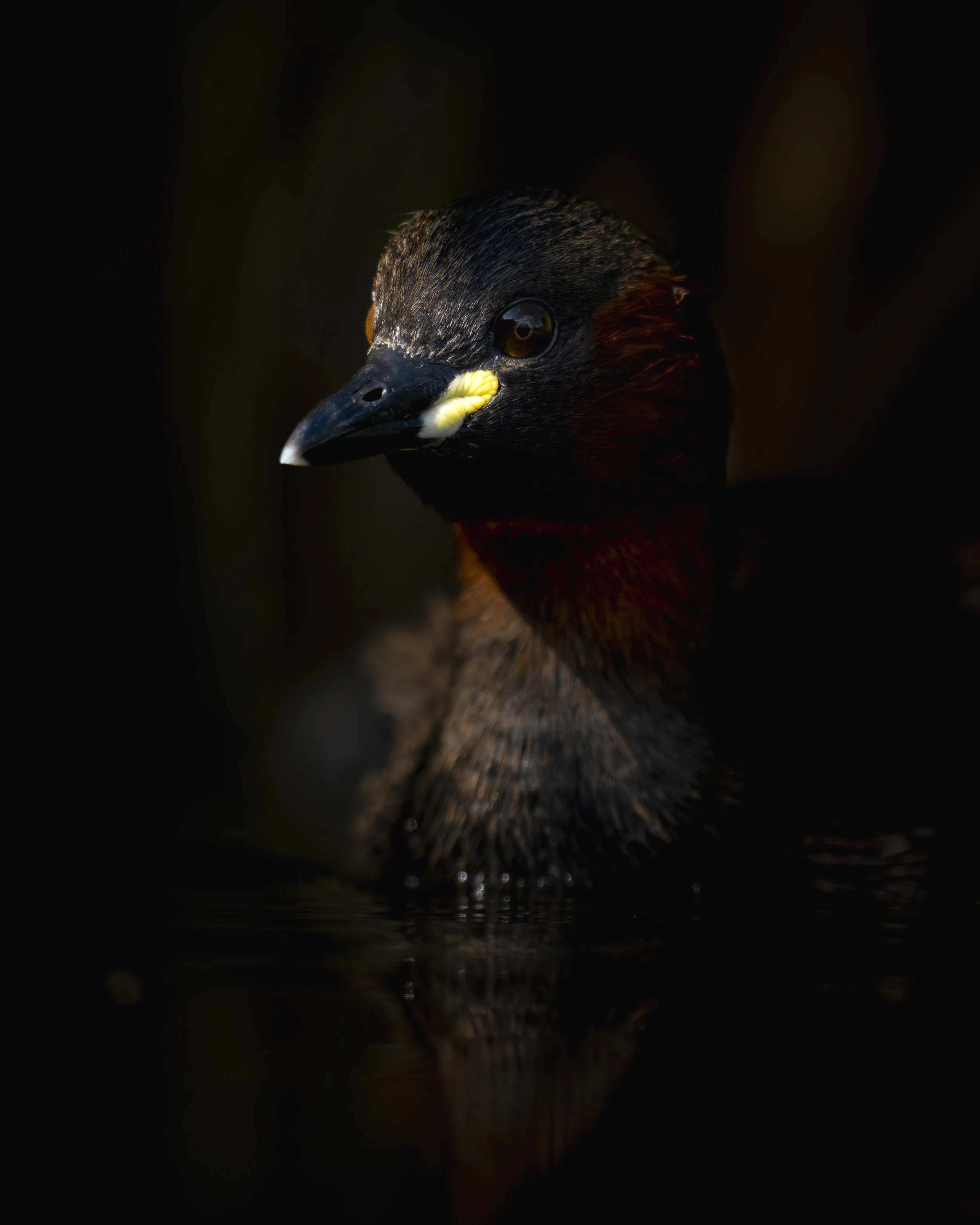 Zwergtaucher LichtSchatten_01_CH_A1II_400800G.jpg