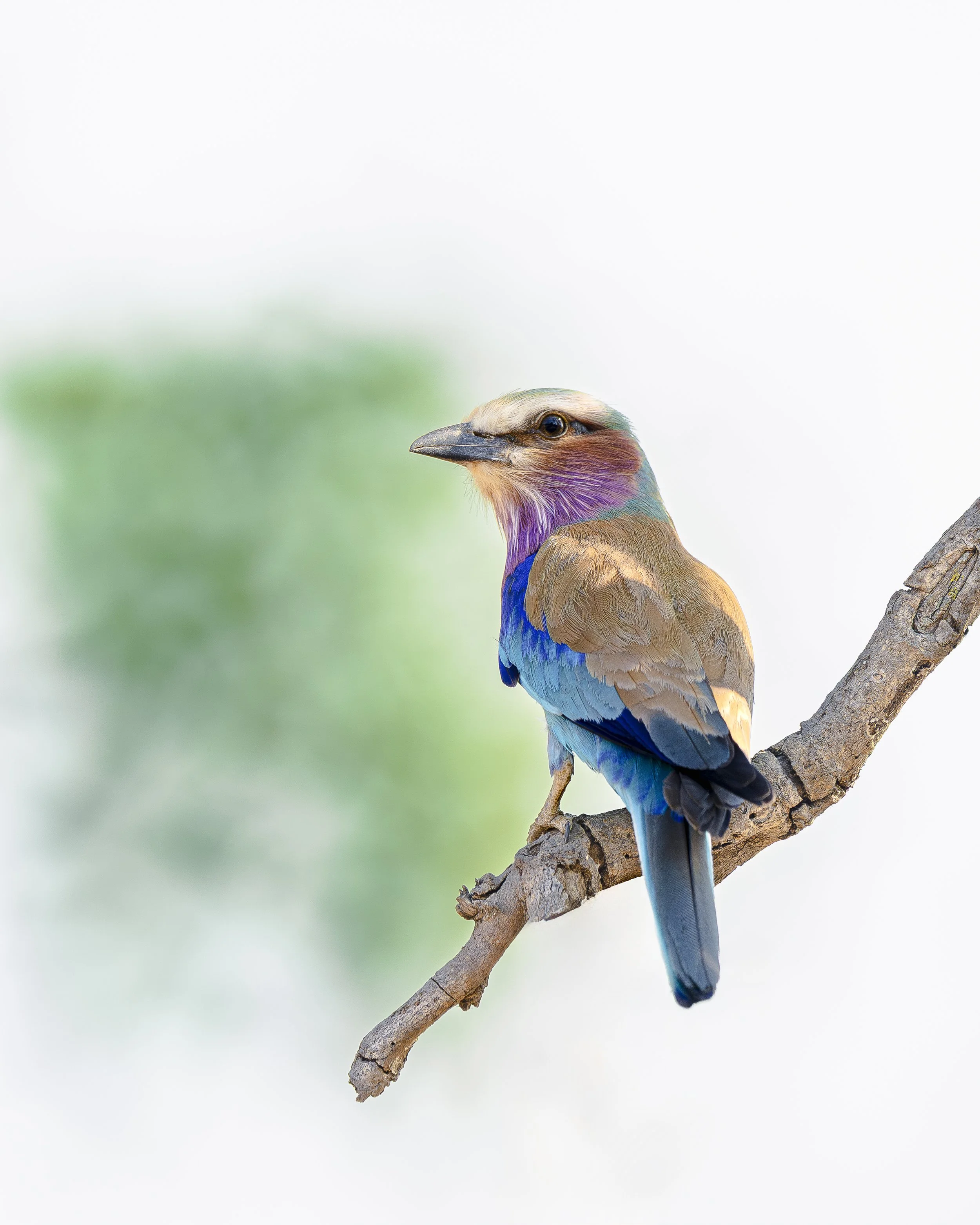 Lilac Breasted Roller_01_ZambiaSL_A1_600GM.jpg