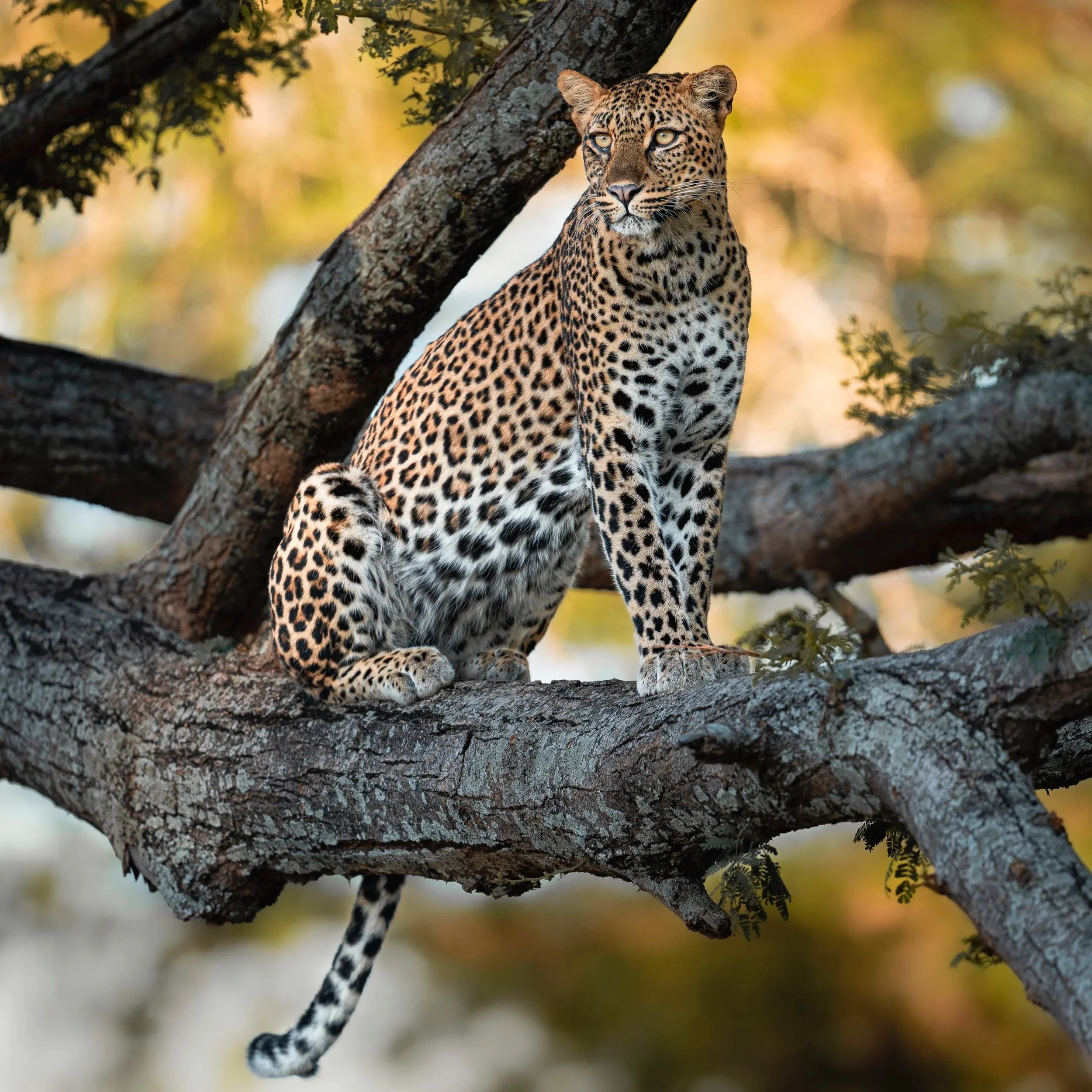 Loopard+standing+tree_01_Zambia_A1II_300GM.jpg