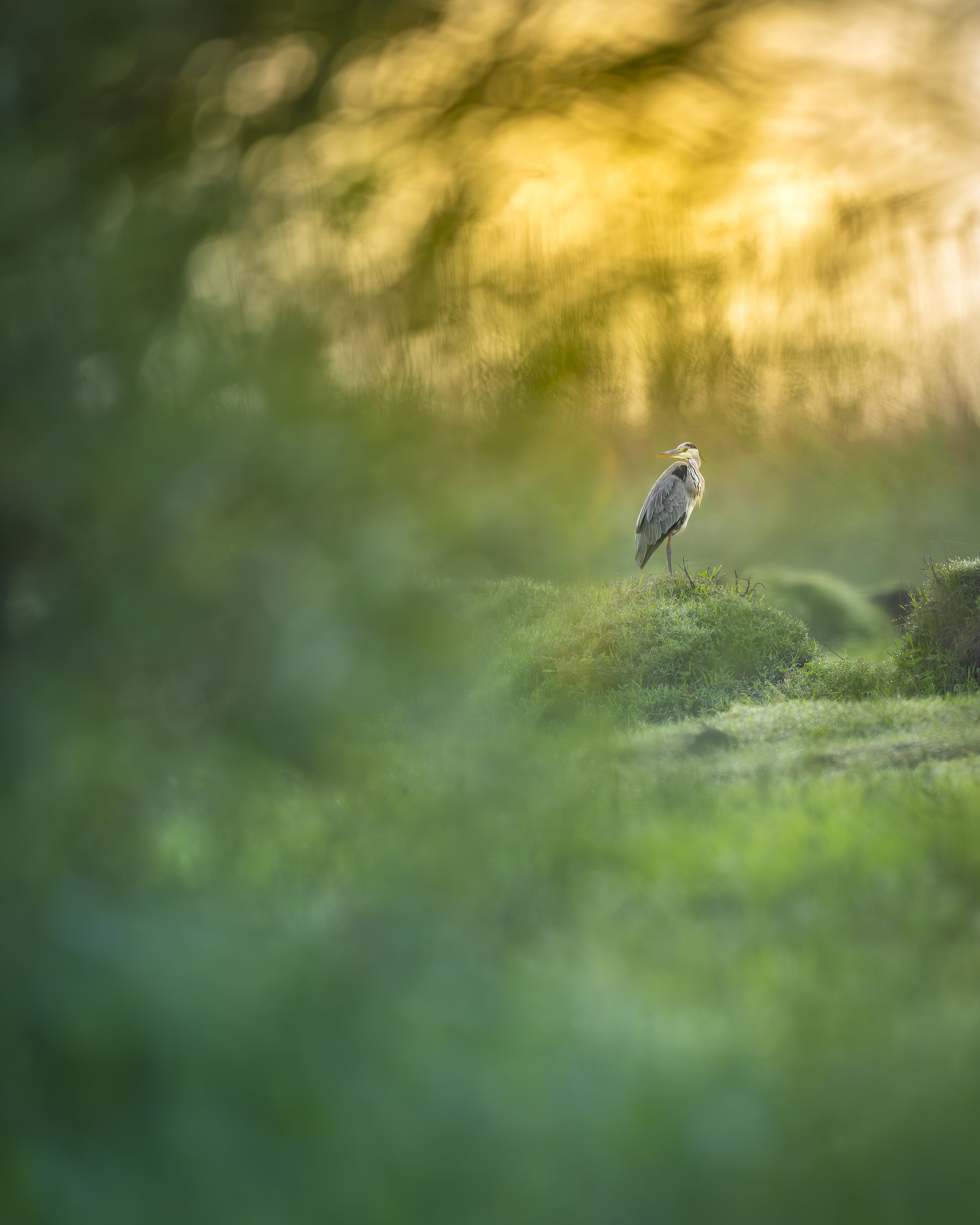 Graureiher sunrise_00_Kasanka_A1II_600GM.jpg