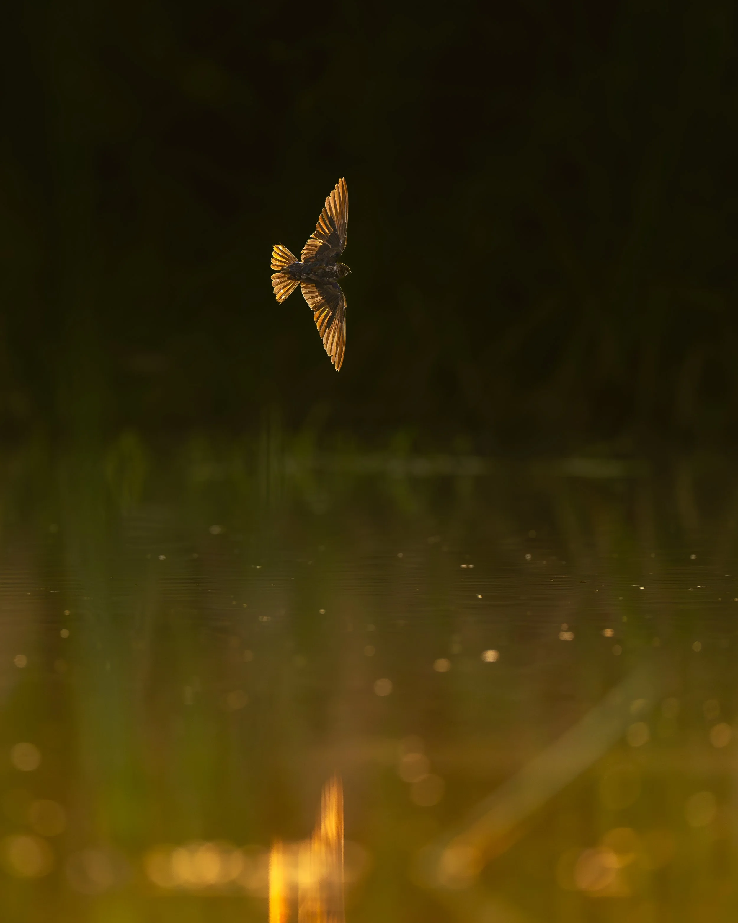 Swallow sunrise_03_Kasanka_A1II_600GM.jpg