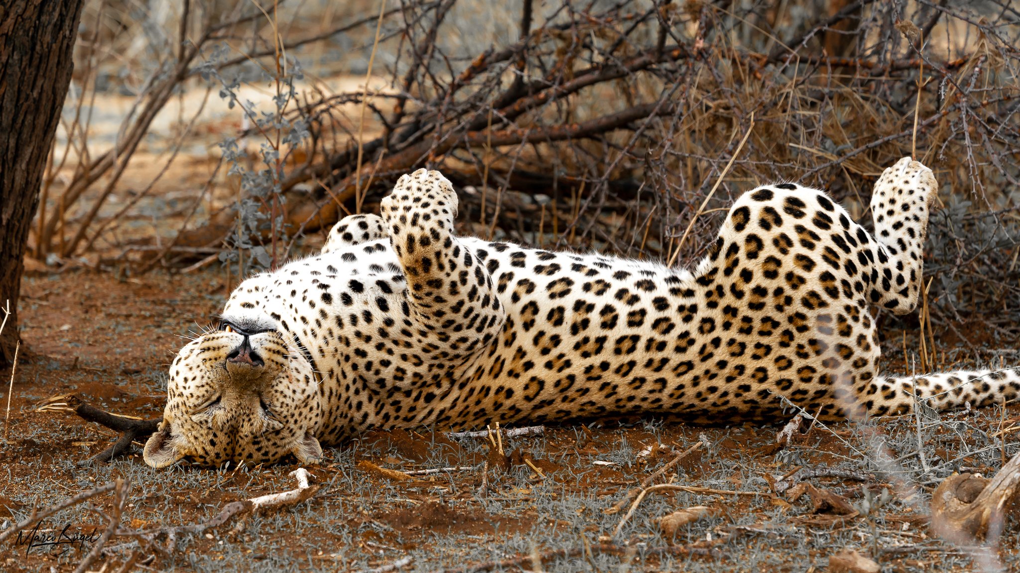 Leopard Onkonjima-8915.jpg