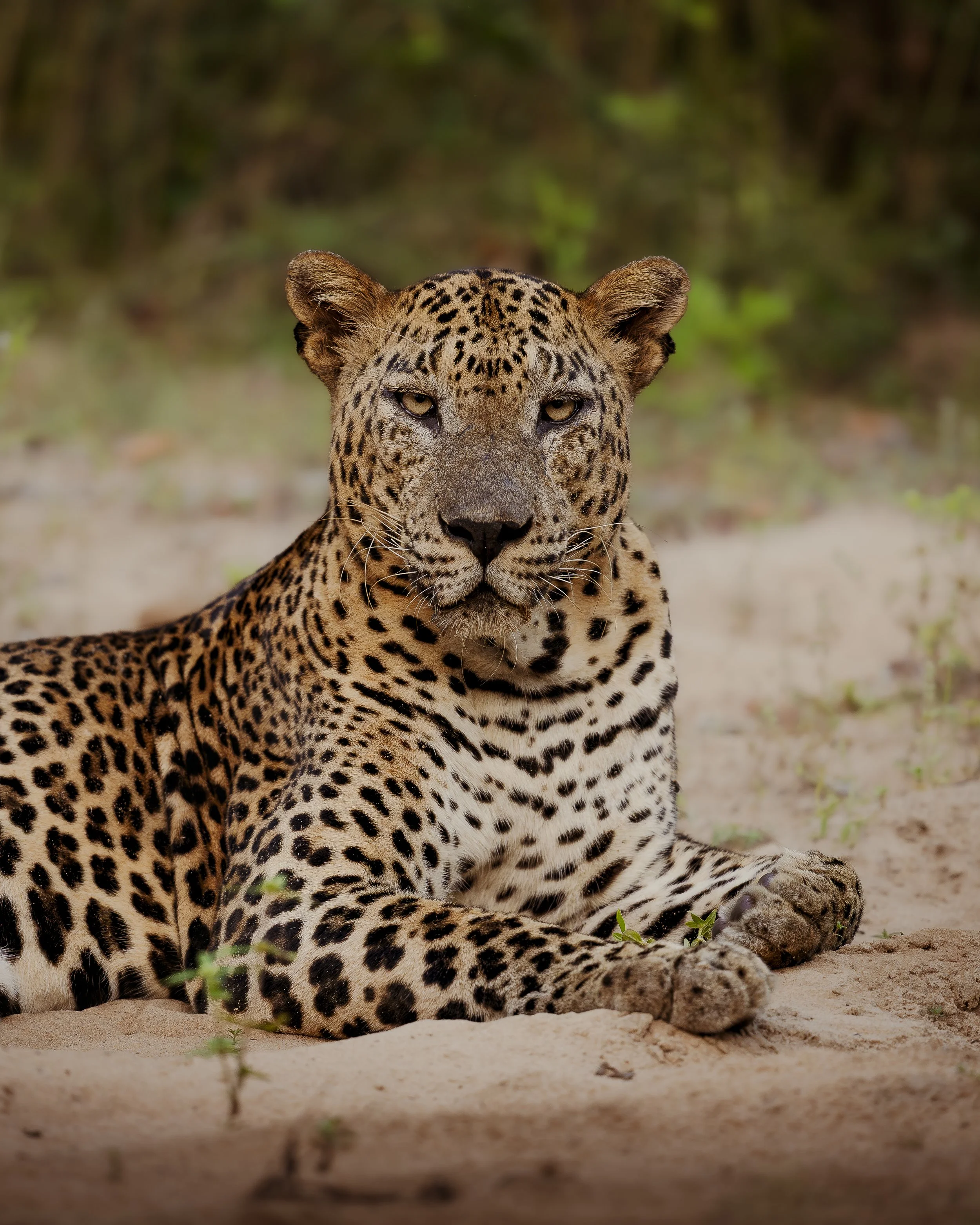 Leopard male_01_SRL0326_A1II_300GM.jpg