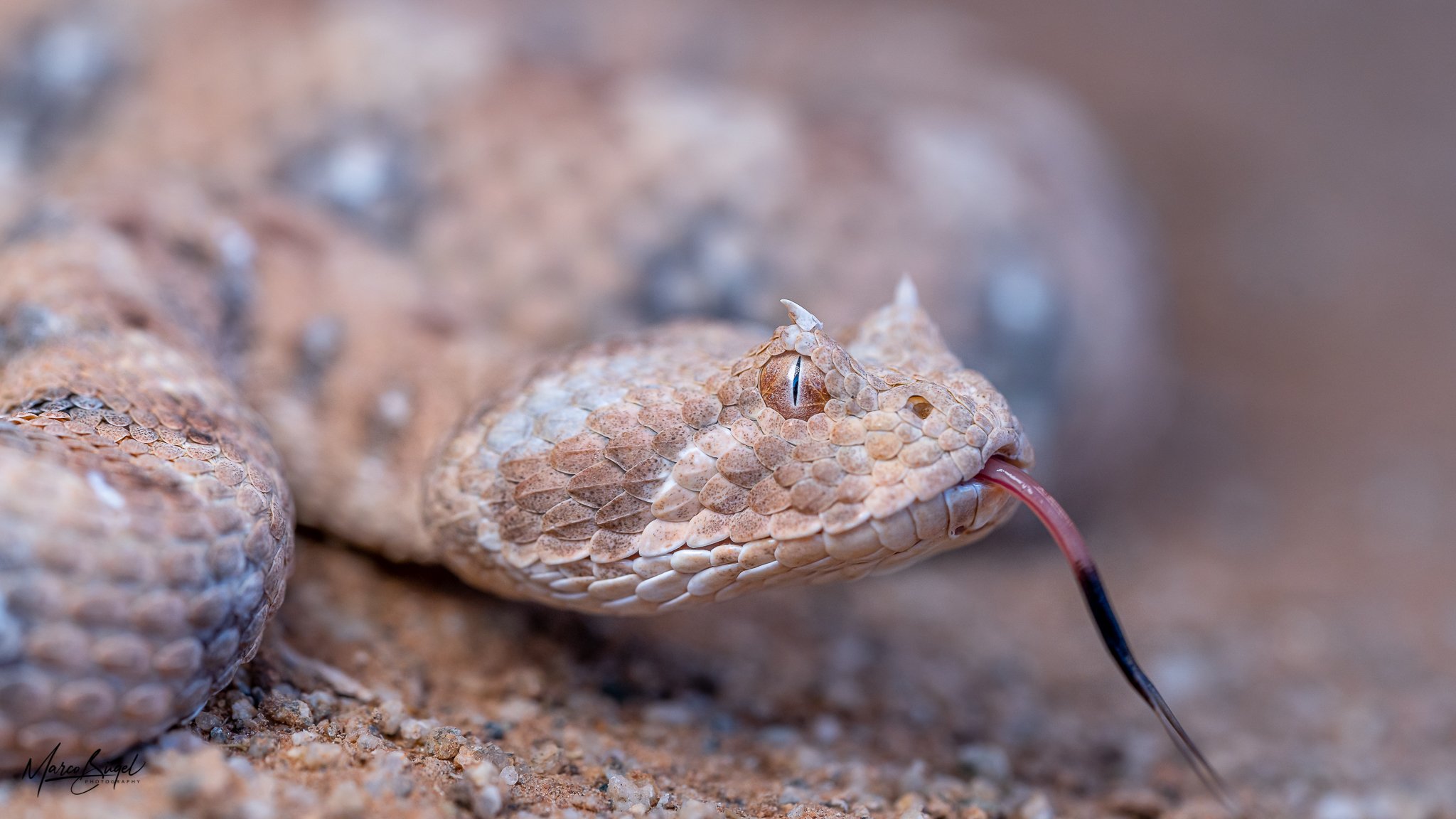Bitis caudalis-1721.jpg