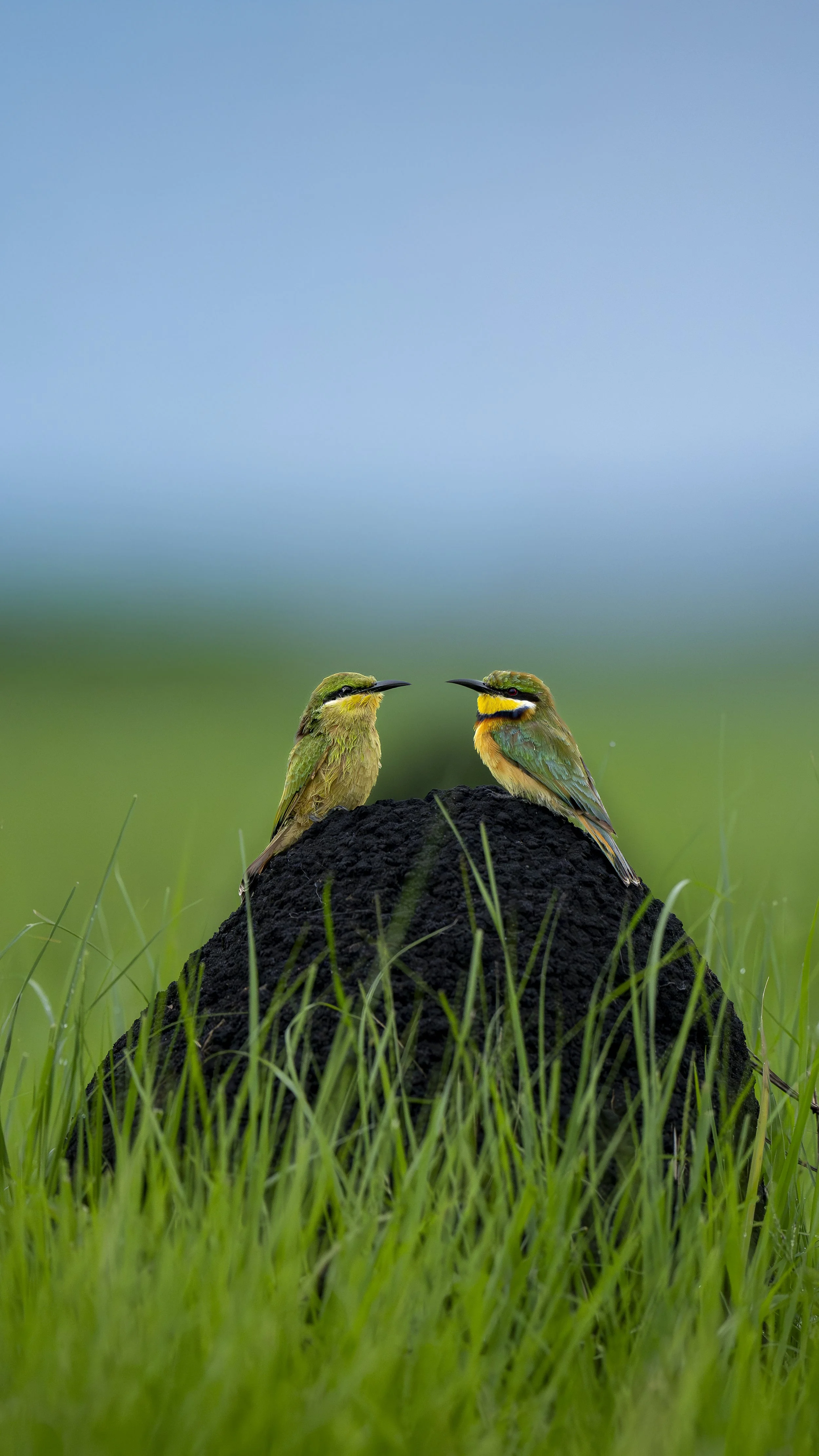 Little Beeeater Zambia_01_A1II_600GM.jpg