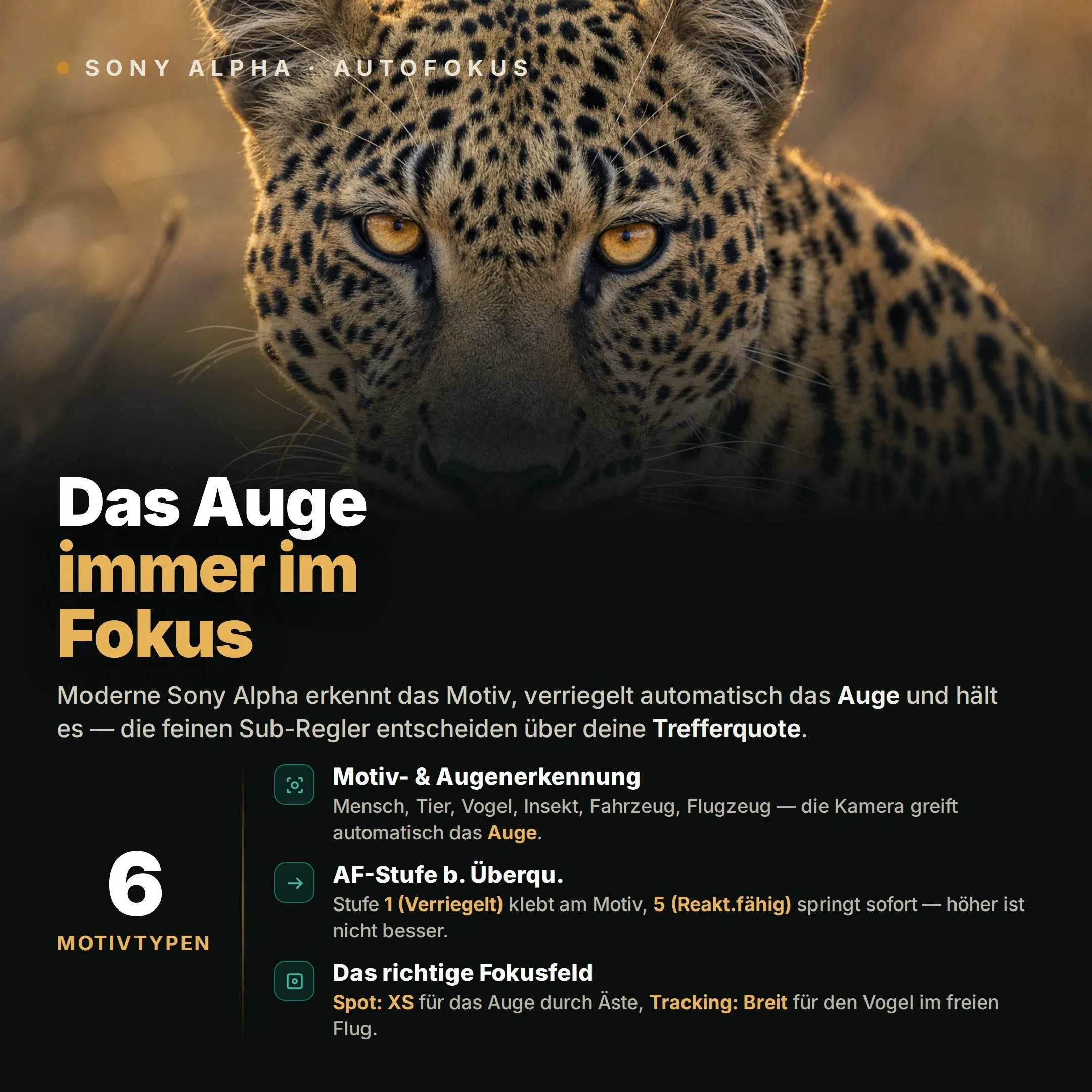Sony-AF-DE_1x1.jpg