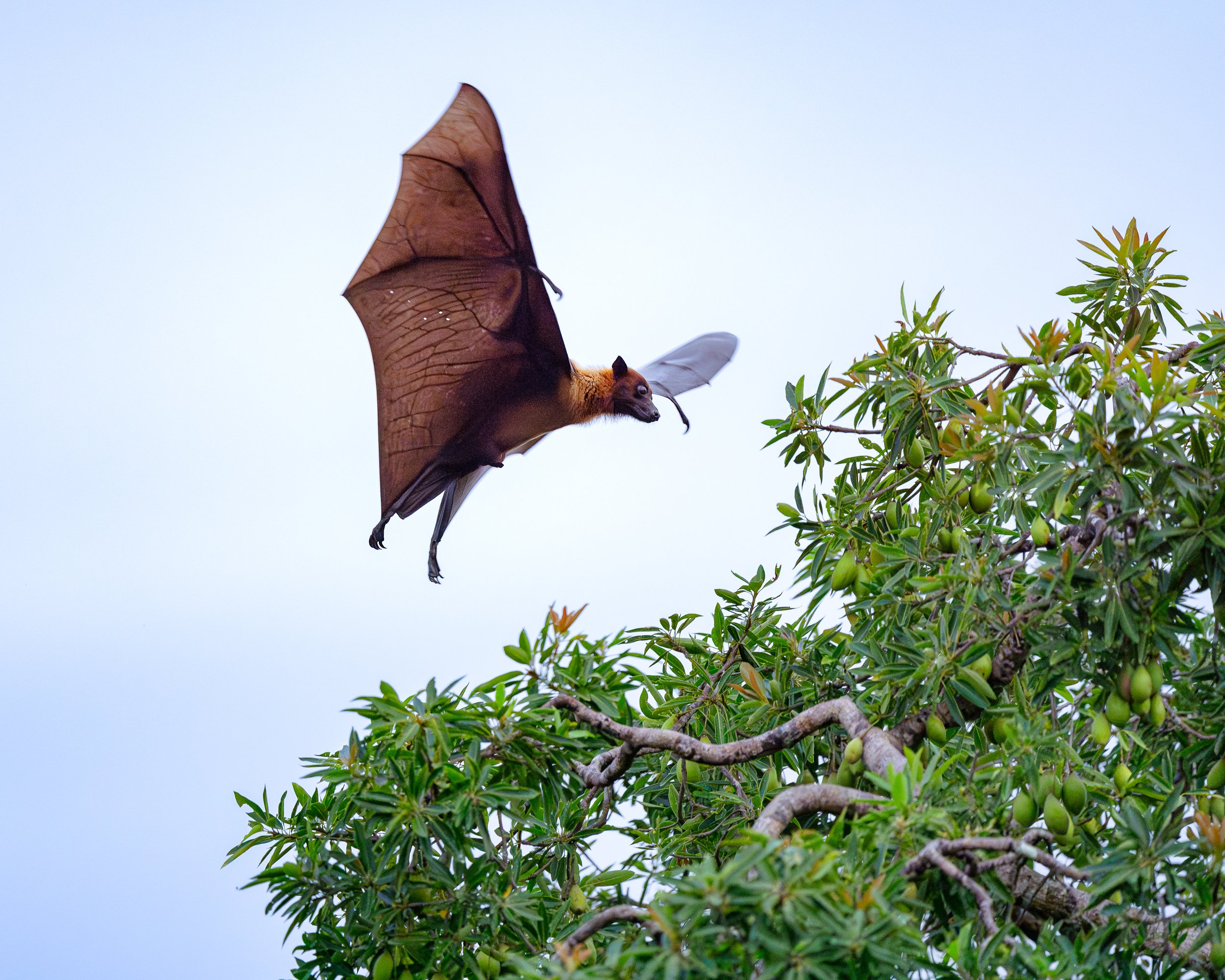 Flying Fix landing approach_SriLanka_A9IIII_600GM.jpg
