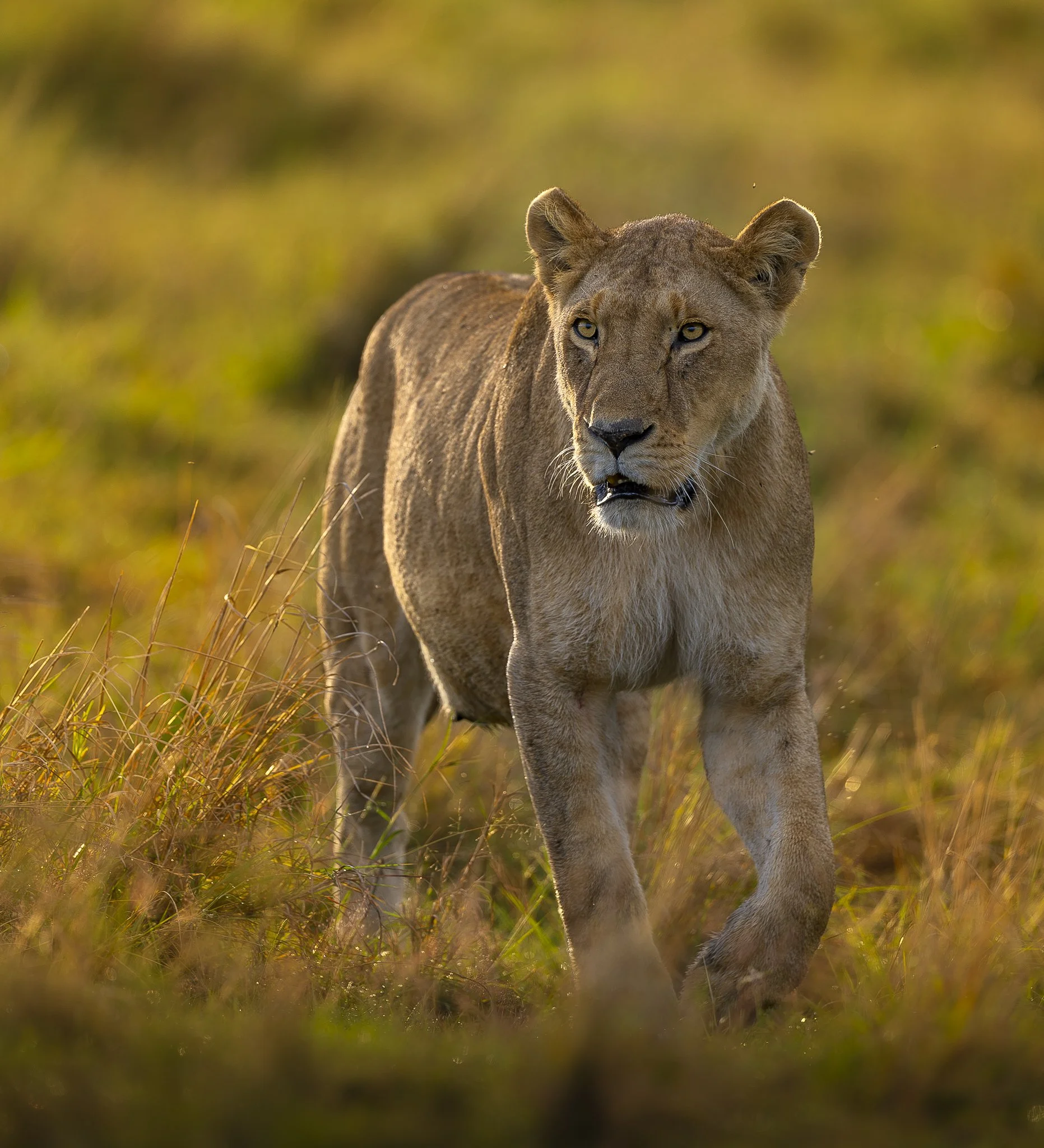 Lioness walking_A1_600GM_MM.jpg