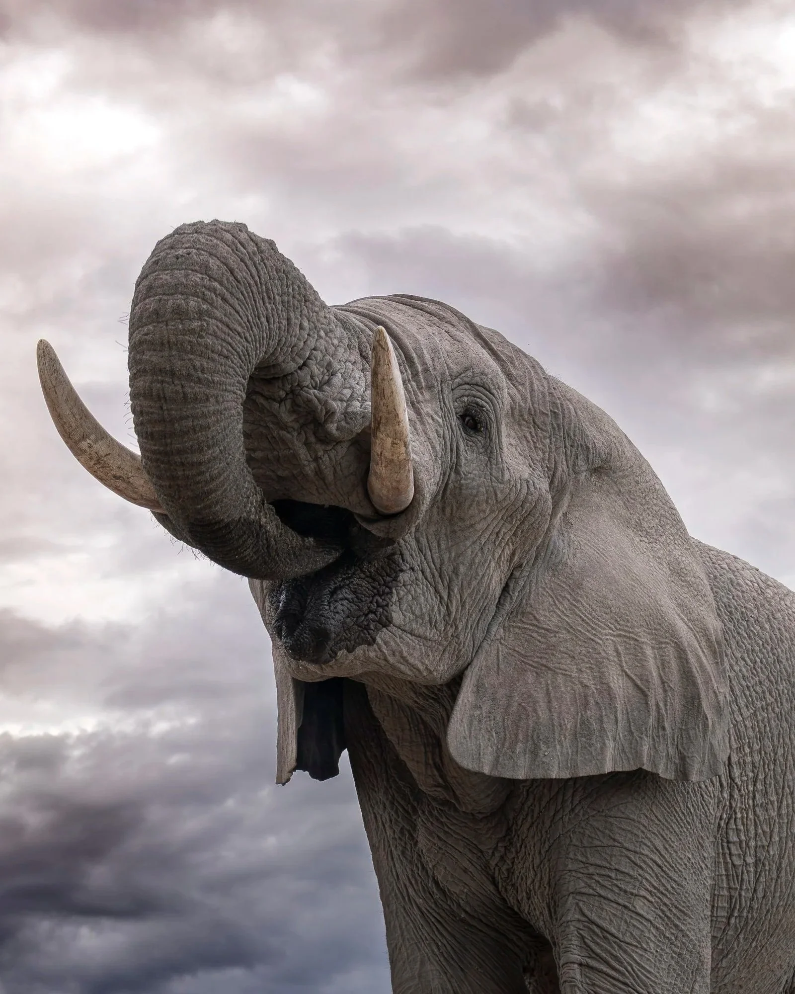 Elefant+closeup_01_NAM_A7RIV_2470GM.jpg