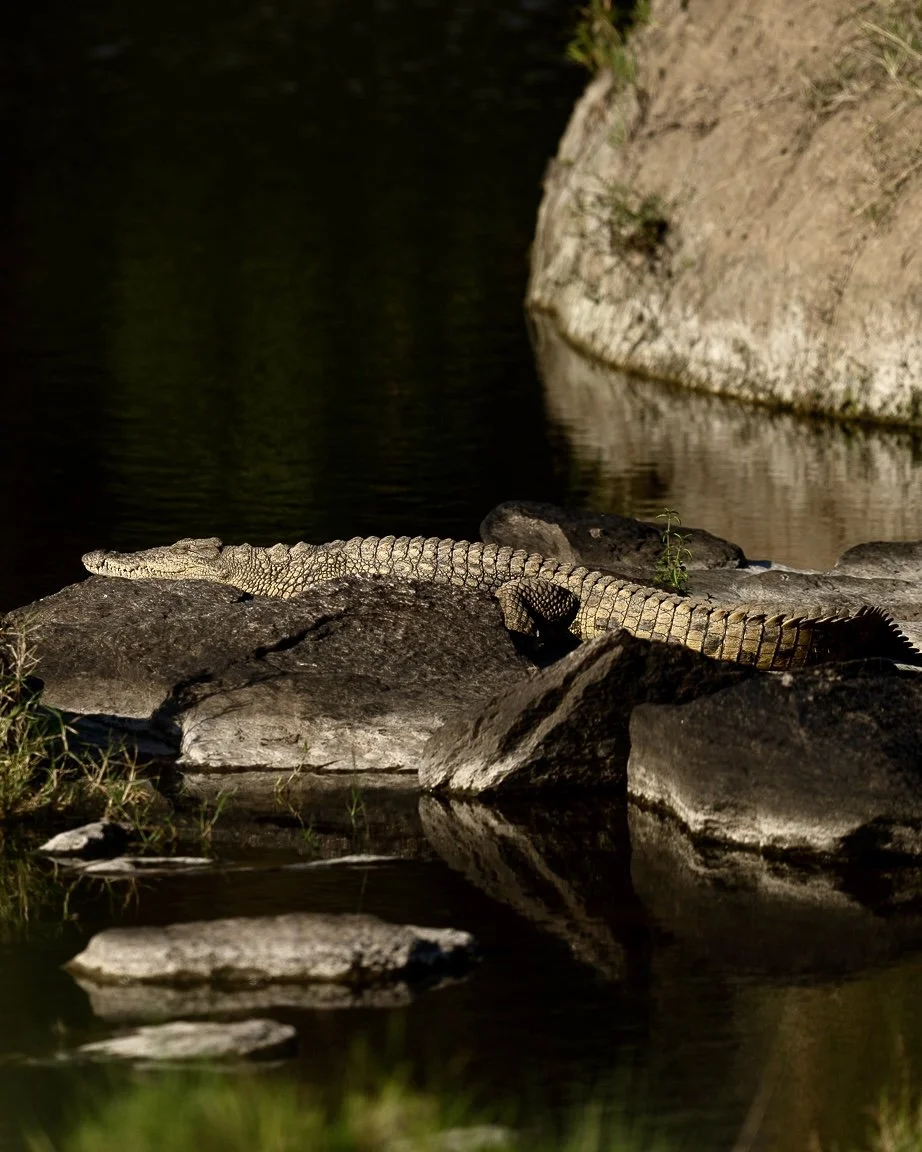 Masai Mara Crocodile moody04925.jpg