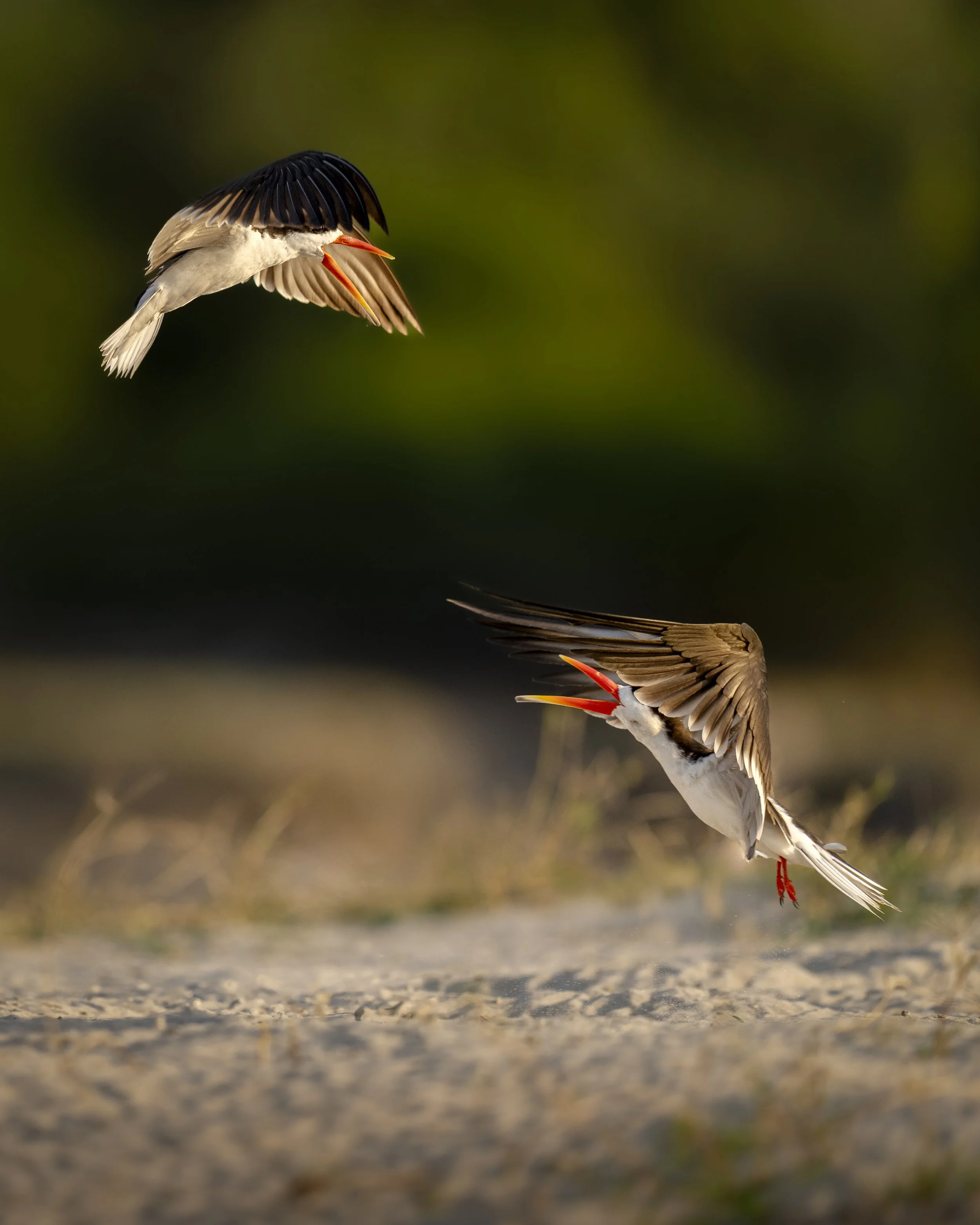 African 2 Skimmers_02_Chobe22_A1_400GM.jpg