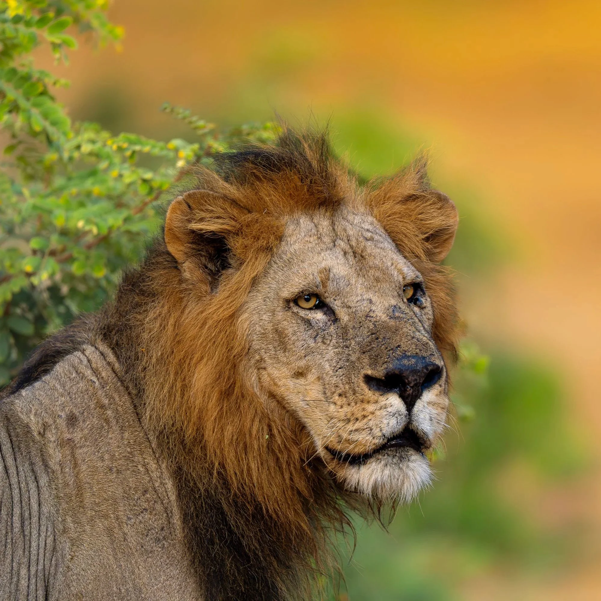 Male+Lion_01_Zambia_A9III_600GM.jpg