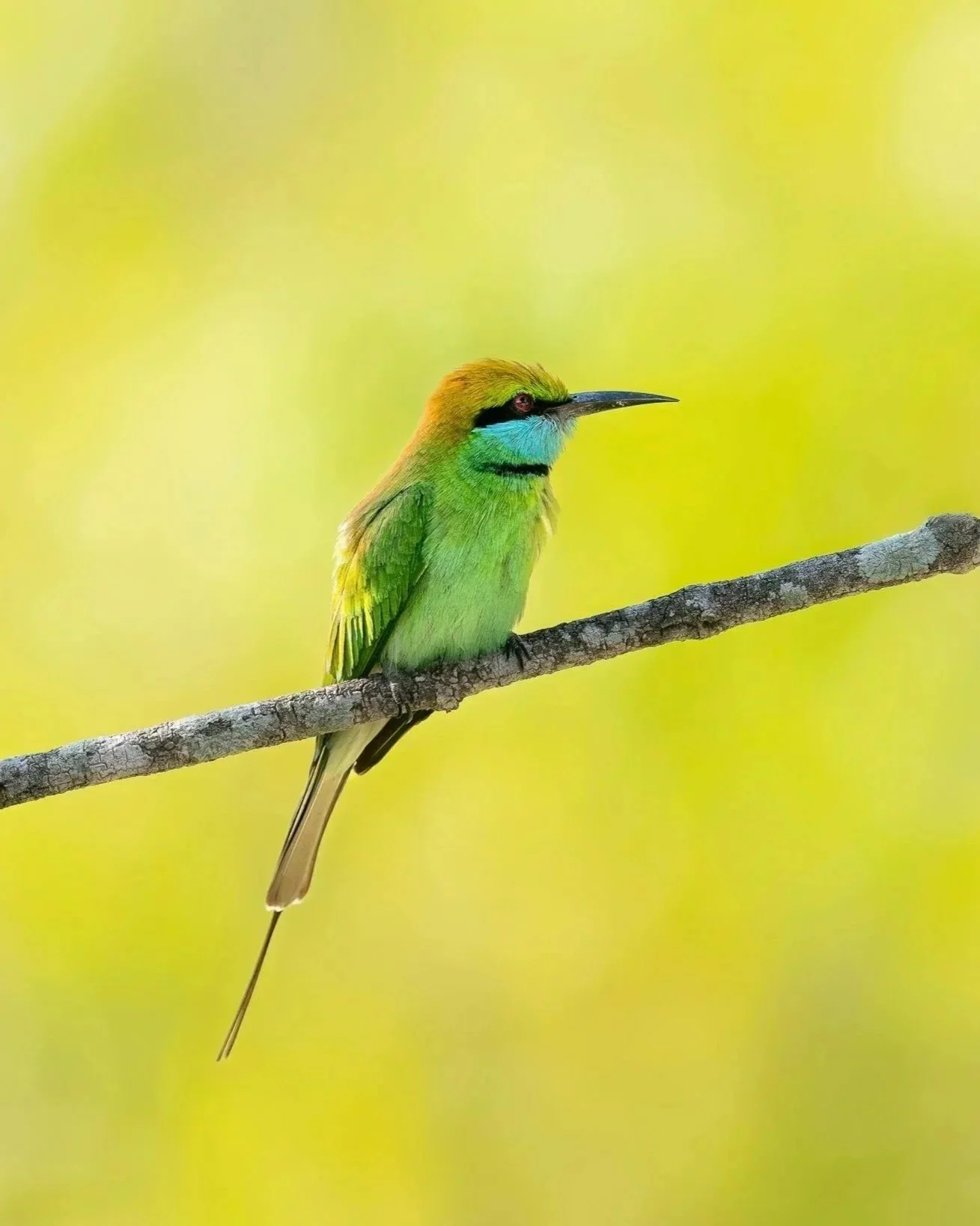 Asian%252BGreen%252BBeeeater_Sri%252BLanka.jpg