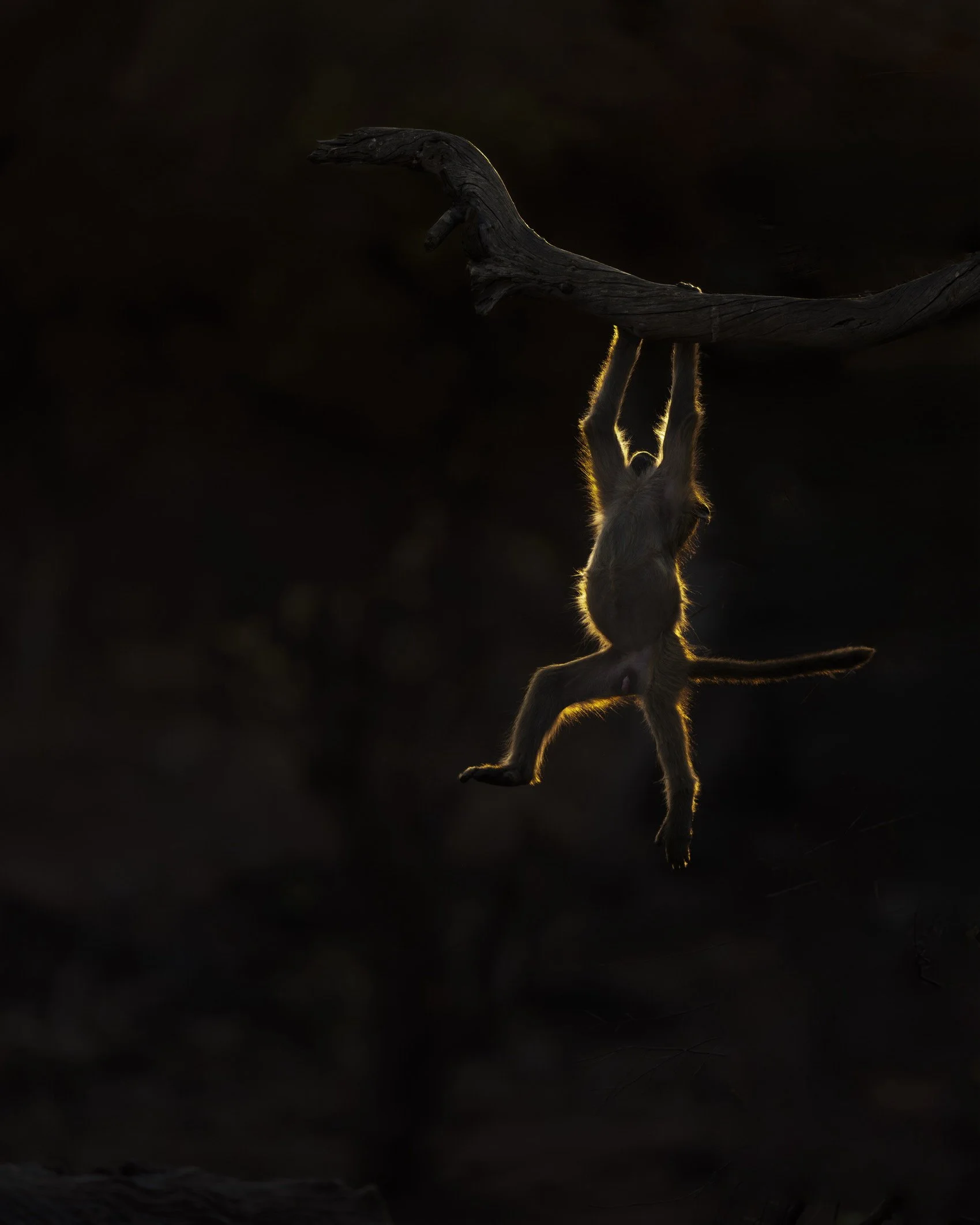 Baboon Rimmlight_Botswana_A1_600GM.jpg