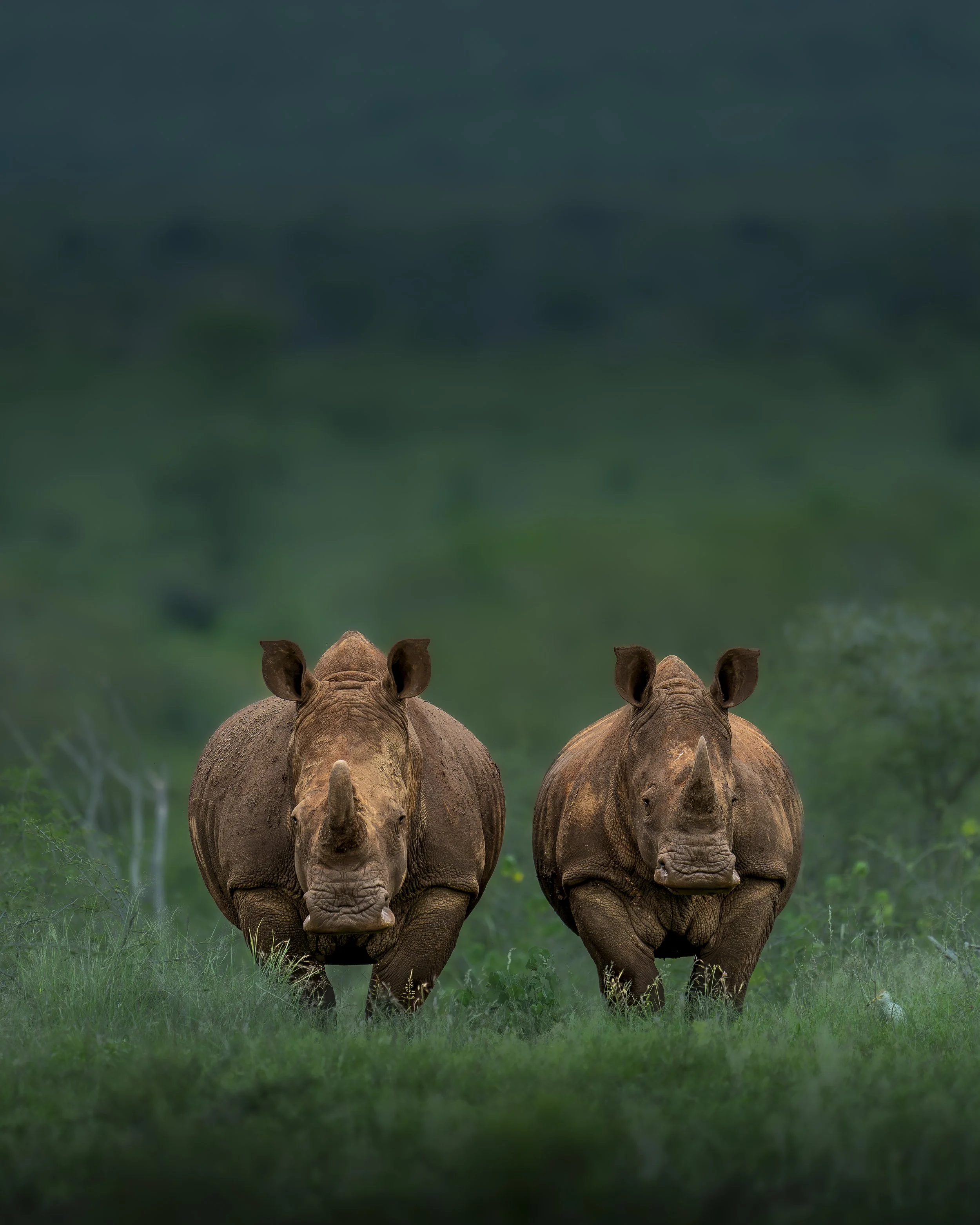 Double Trouble_01_ZMGA_A1_400GM.jpg