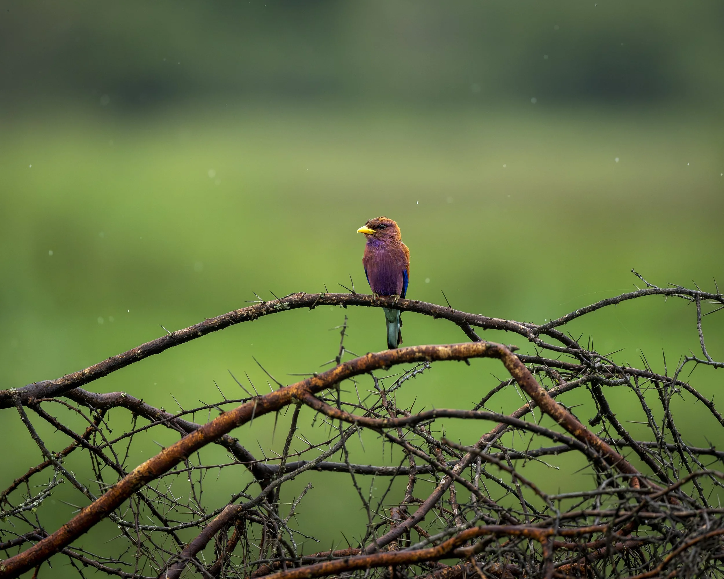 Zimtracke_01_Kasanka_A1II_600GM.jpg