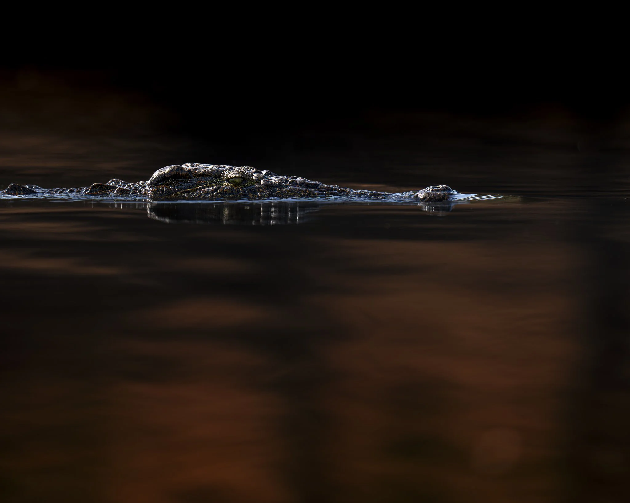 Nile Croc Sunrise_Chobe.jpg