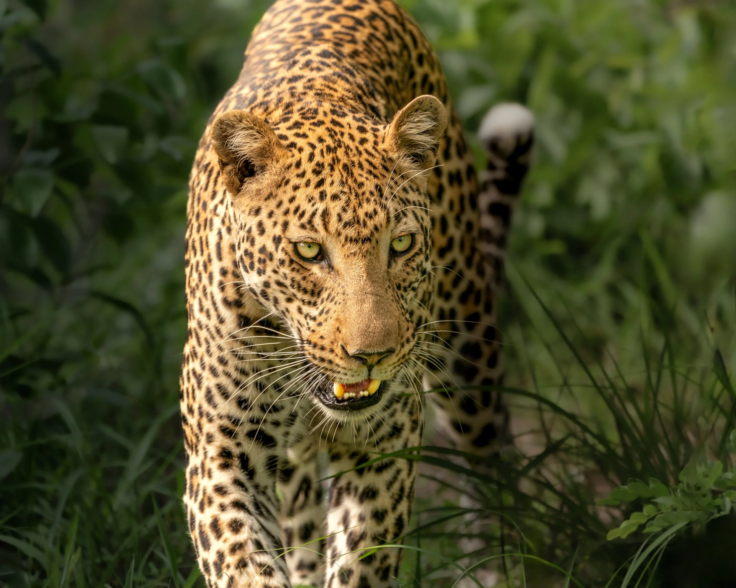 Leopard_SA.jpg