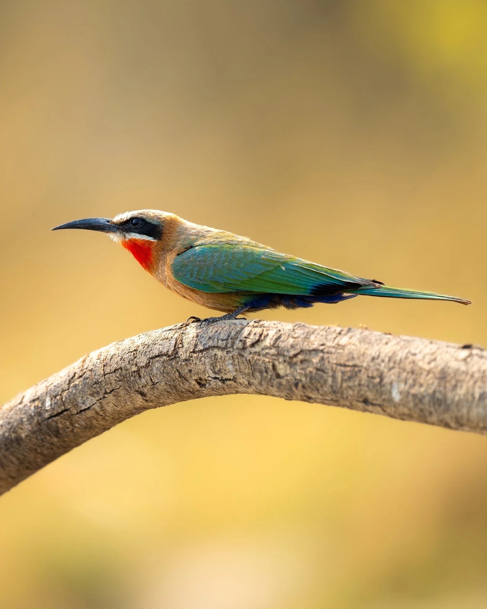 White+Fronted+Beeeater_Botswana_A1_600GM.jpg
