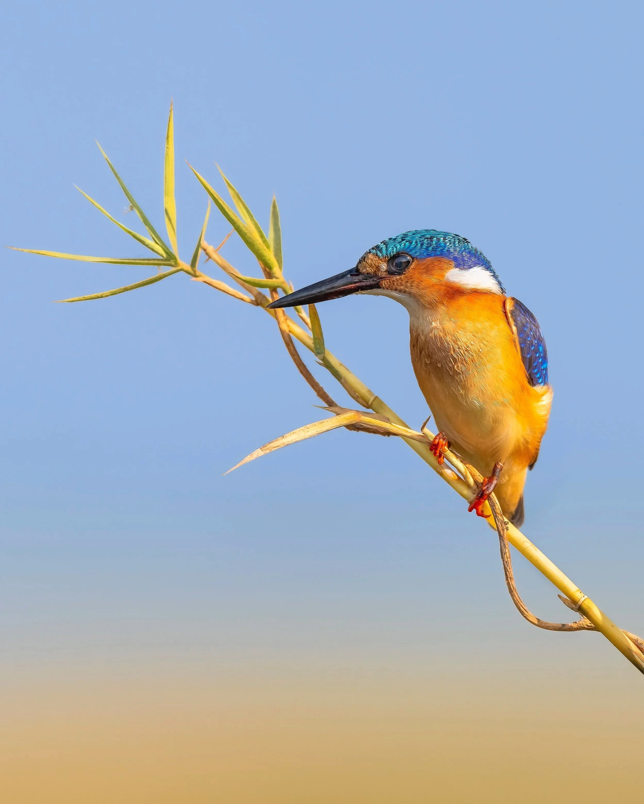 Malachite+Kingfisher_Chobe_A1_600GM.jpg