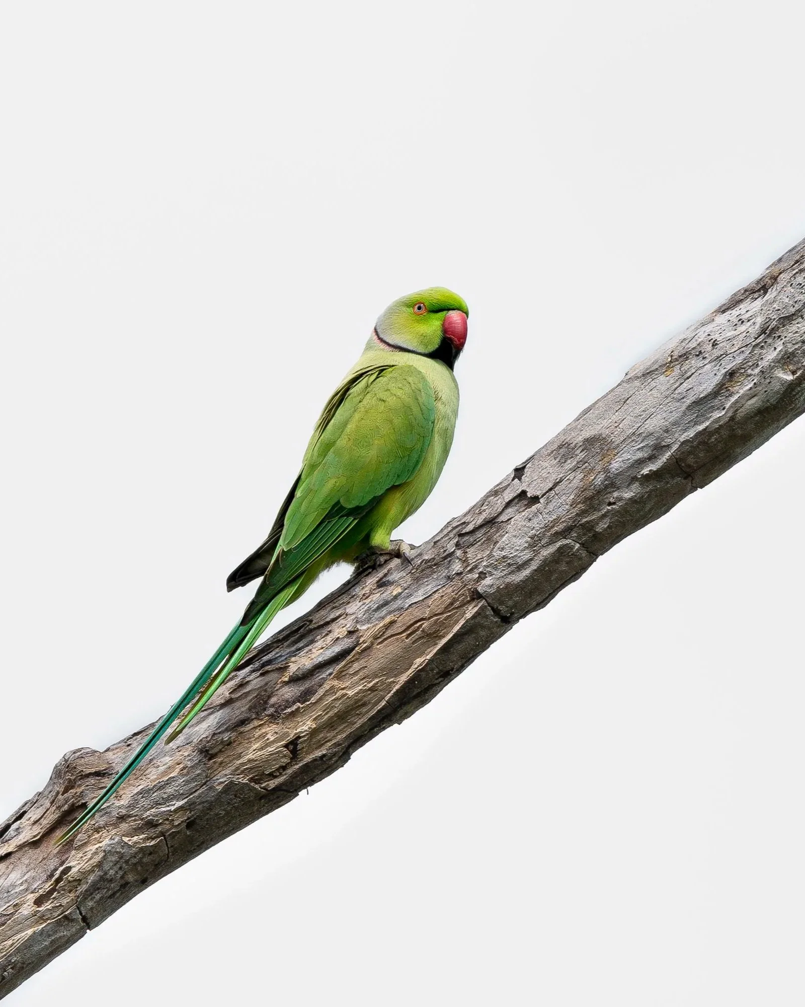 Parakeet+Sri+Lanka_A9III_600GM-2.jpg