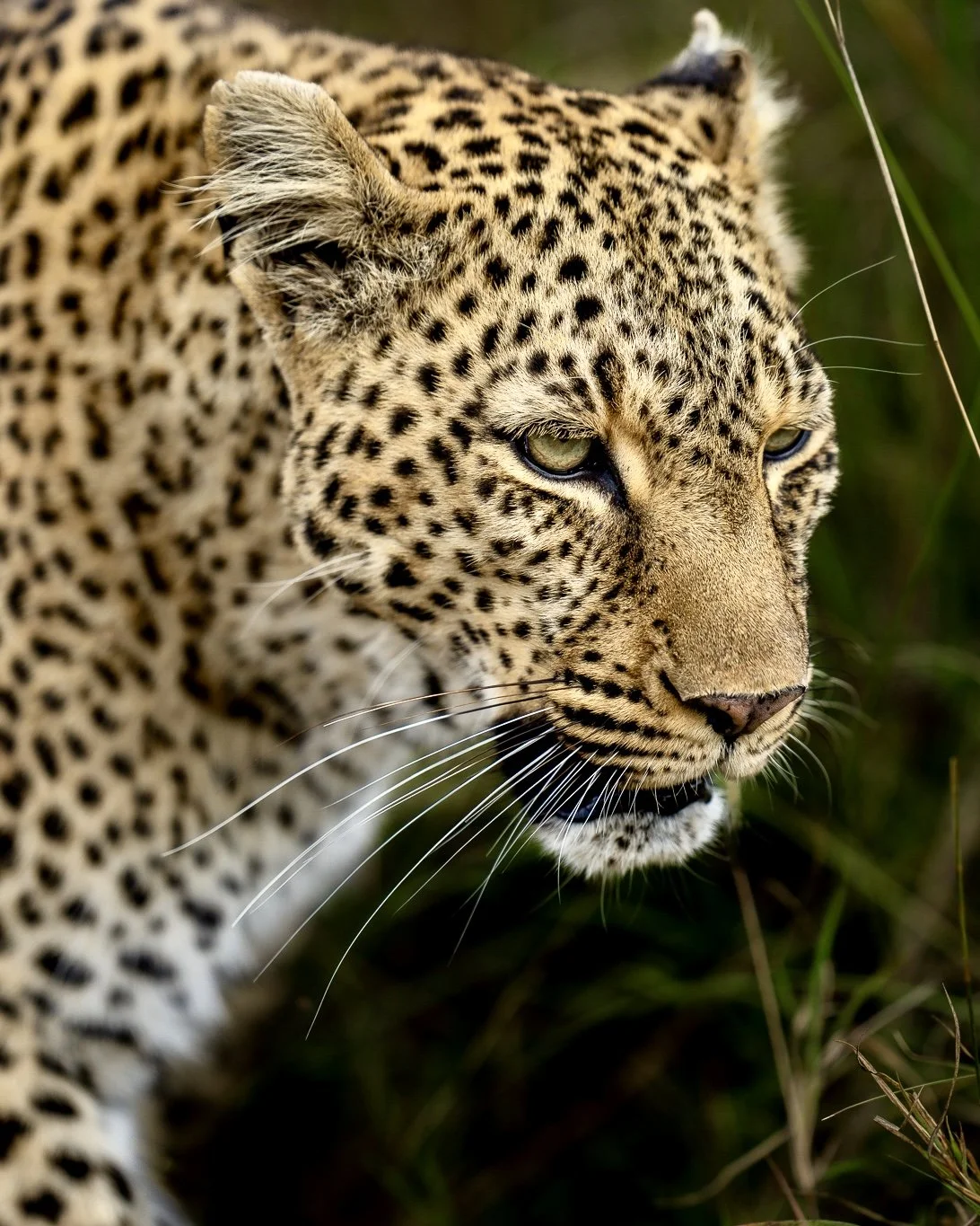 Female Leopard Masai Mara.jpg