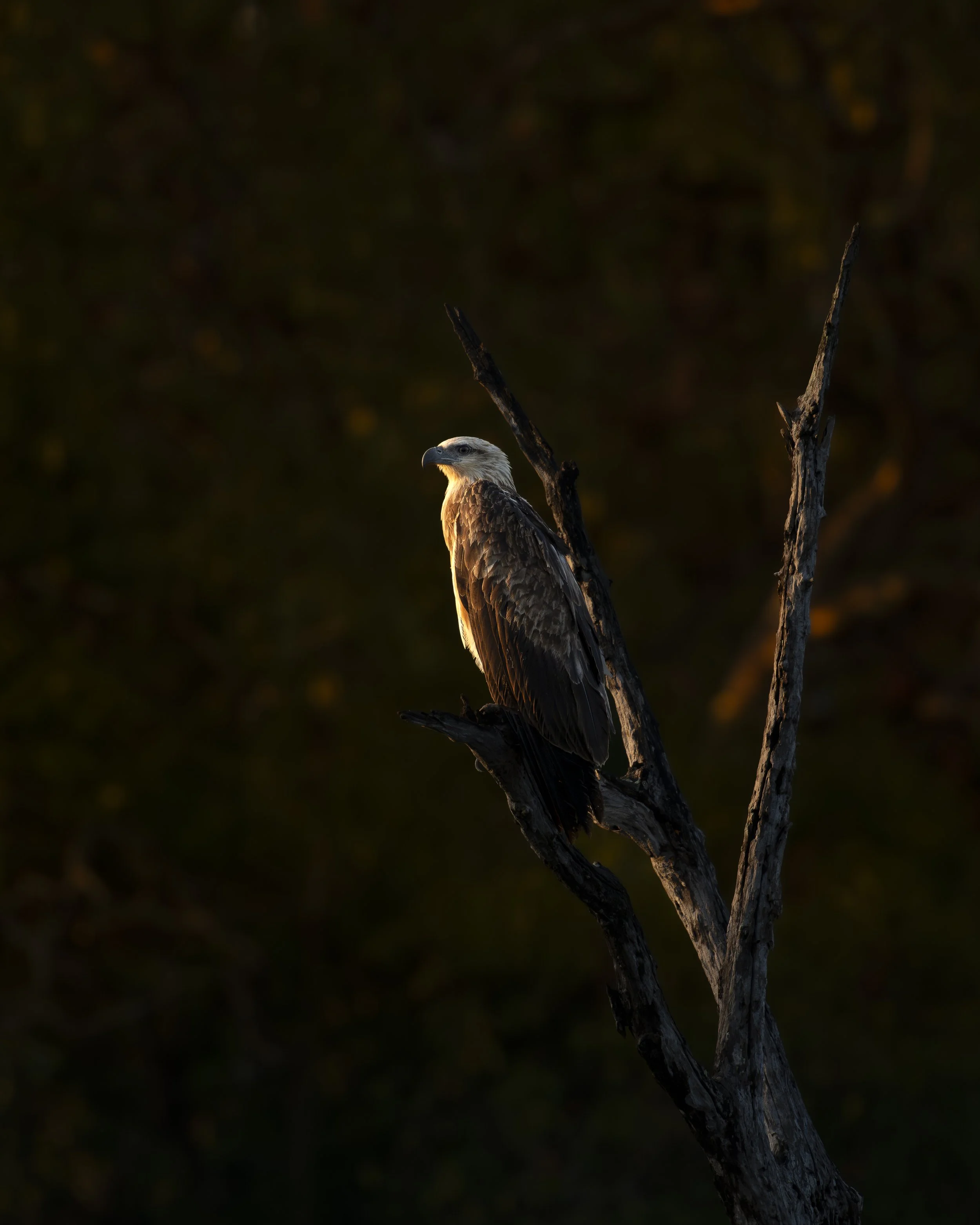 Fisheagle sunrise_01_SRL0326_A1II_300GMTC2.jpg