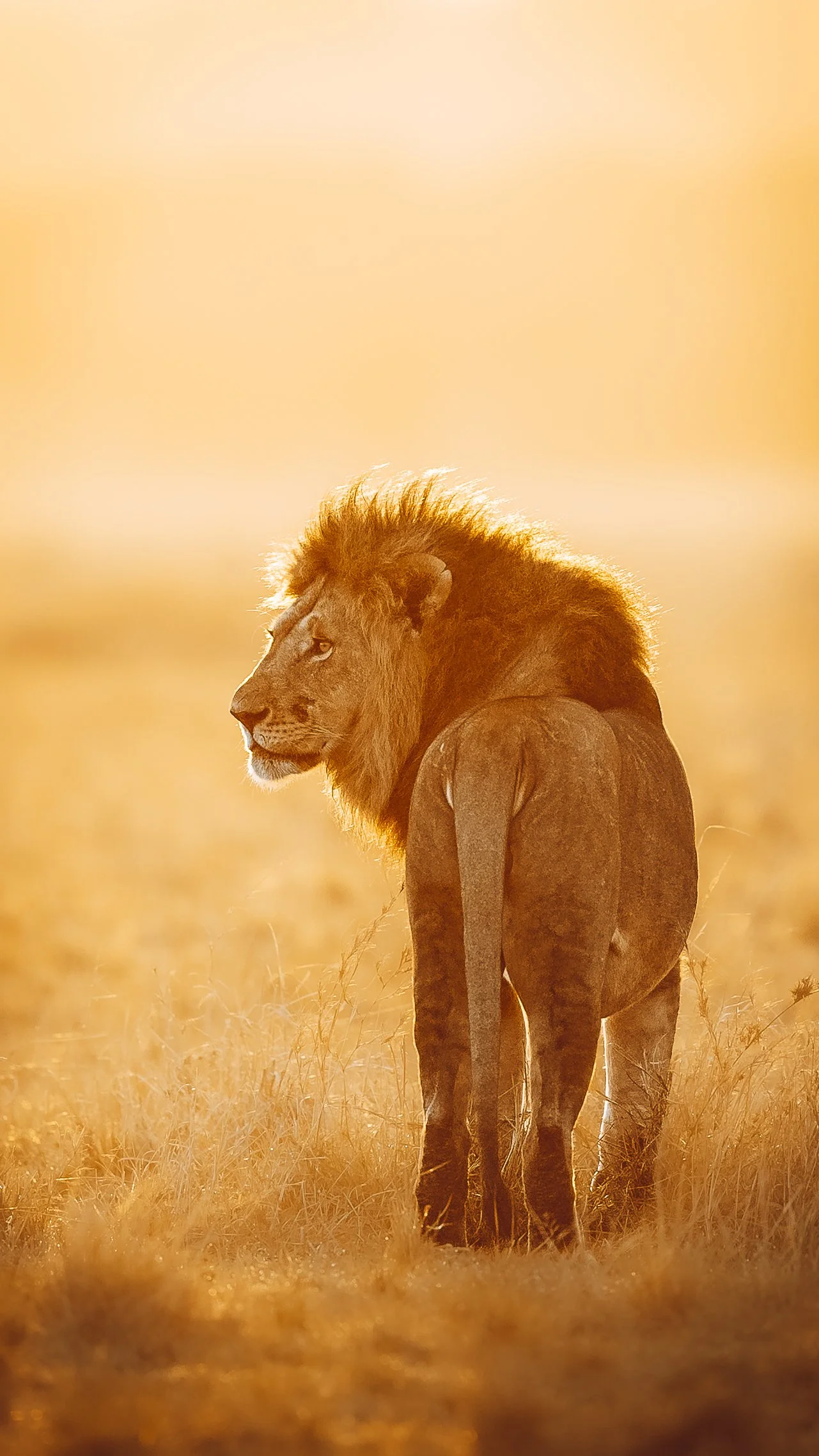 Löwe Sunrise_01_Mara_Chobe_A7SIII_400GM.jpg