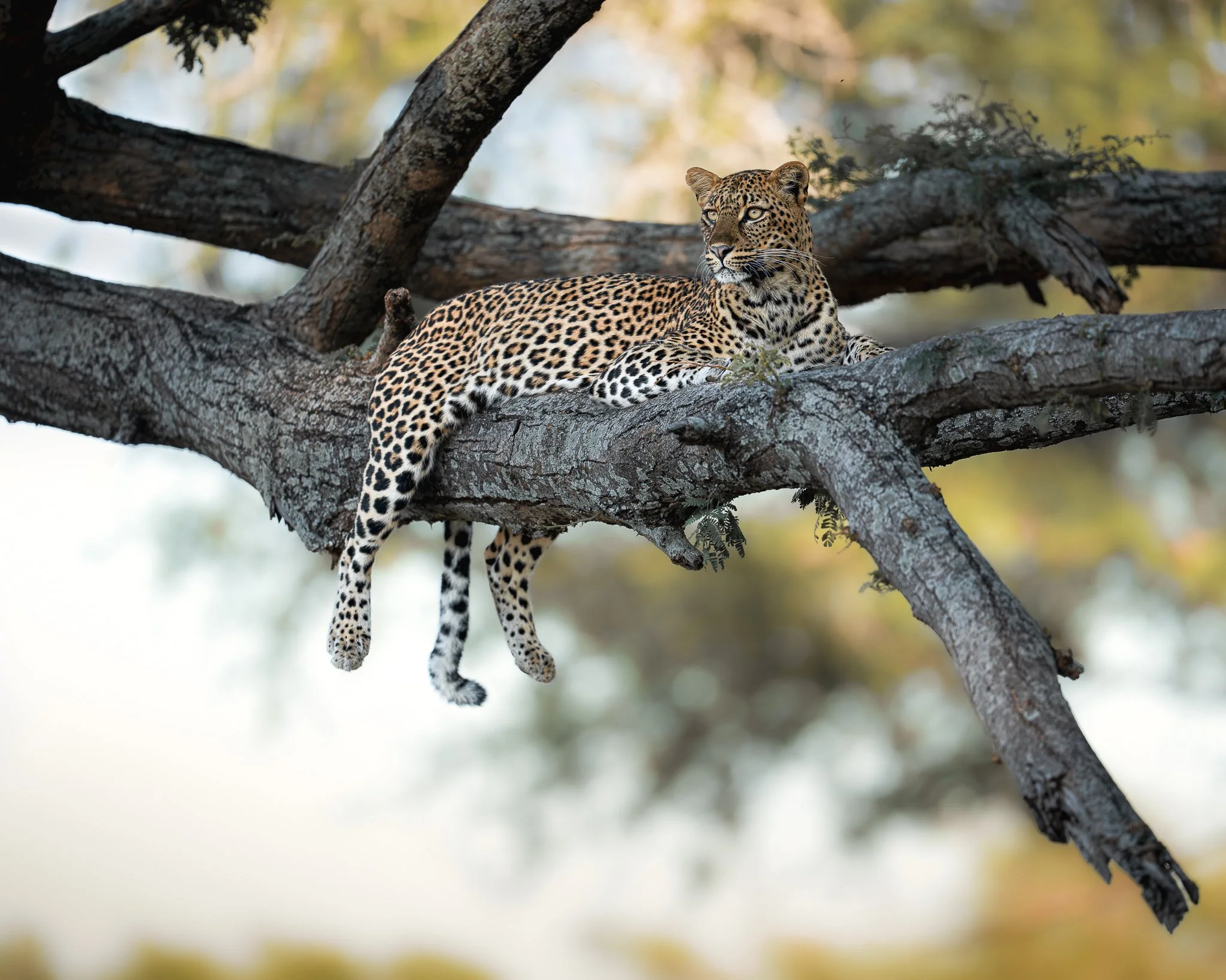 Leopard_01_Zambia_A1II_300GM_Webseite.jpg