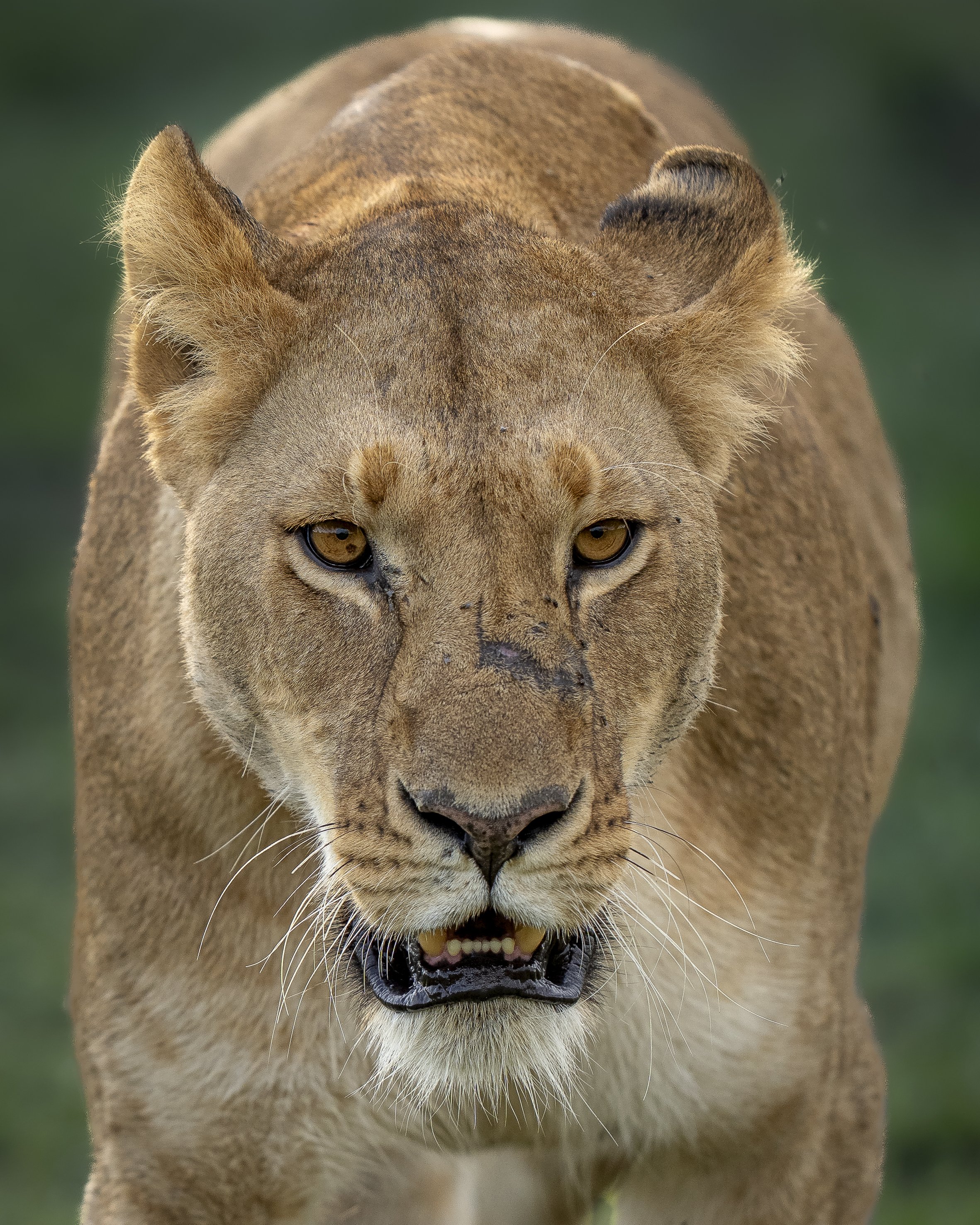 Female stretch_01_Mara_A1_400GM-2.jpg