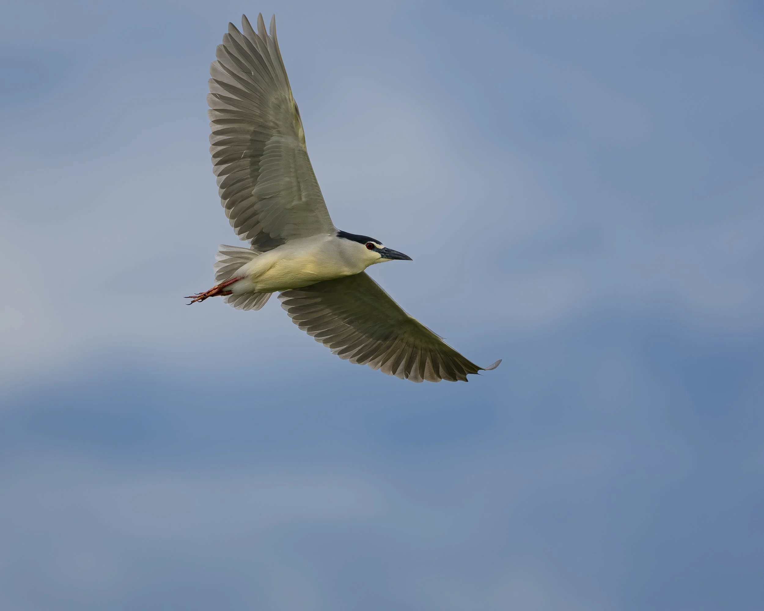 Black-Crowned Night Heron_01_LZNP_A7V_300GM.jpg
