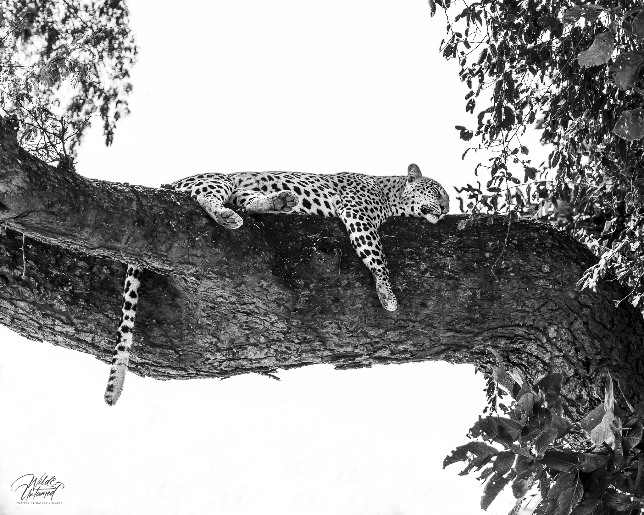 Leopard on a tree_BW_Zambia.png